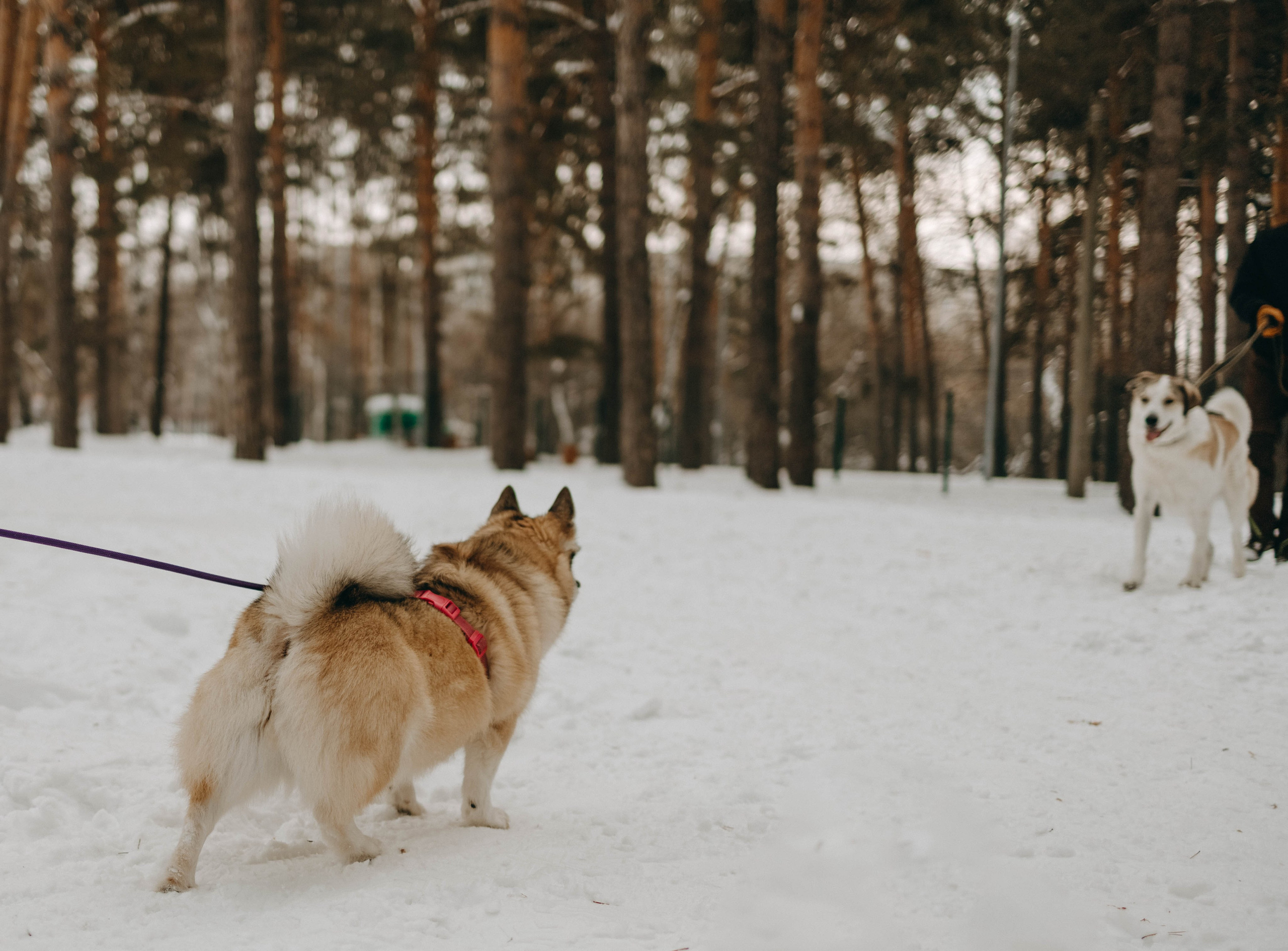 Варвара и Шелби. Фотограф-анималист в Екатеринбурге | Кристина