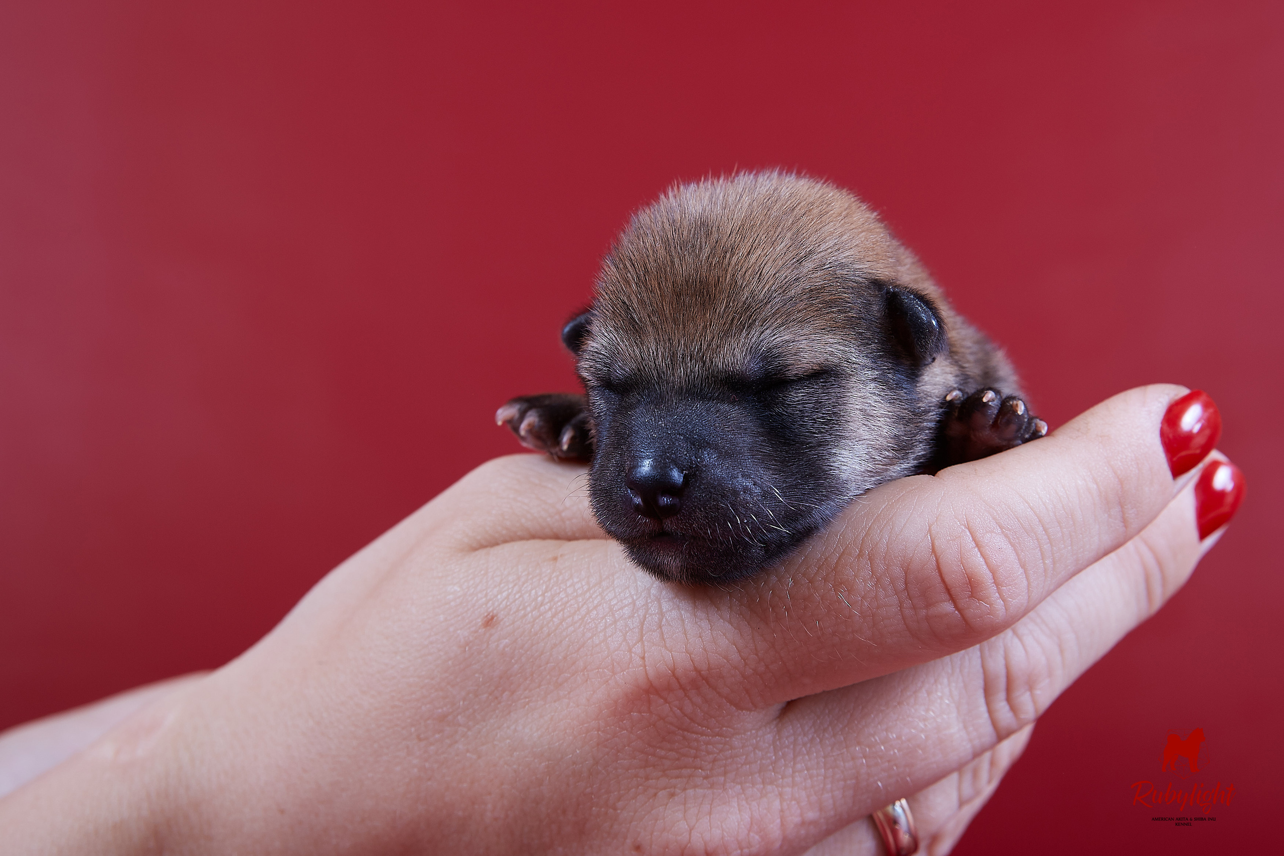 Litter «D»: HANDZIMEMESITE HIRO и ZOLOTO PARTII DEVANA GODDESS OF HUNT