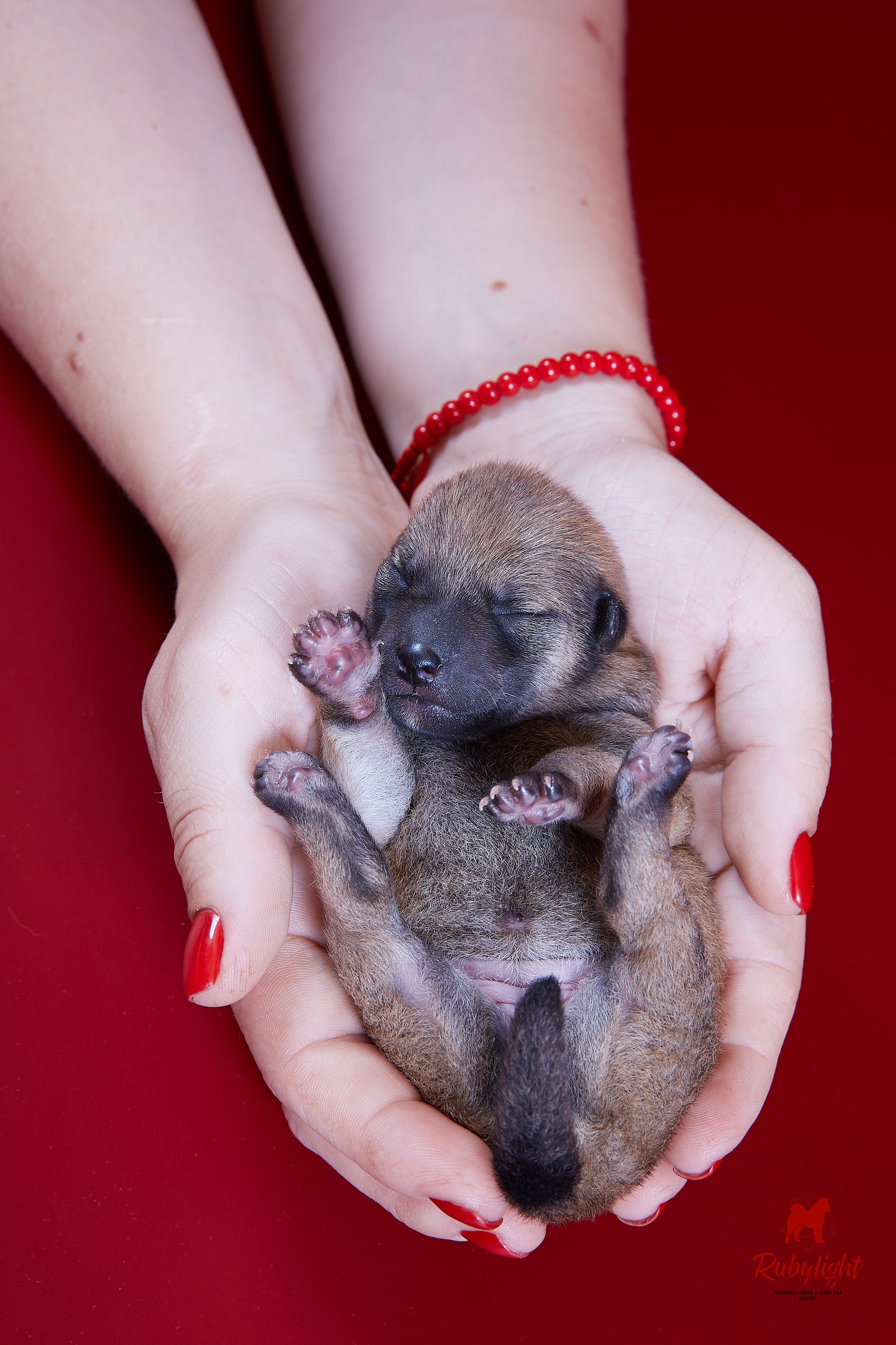 Litter «D»: HANDZIMEMESITE HIRO и ZOLOTO PARTII DEVANA GODDESS OF HUNT