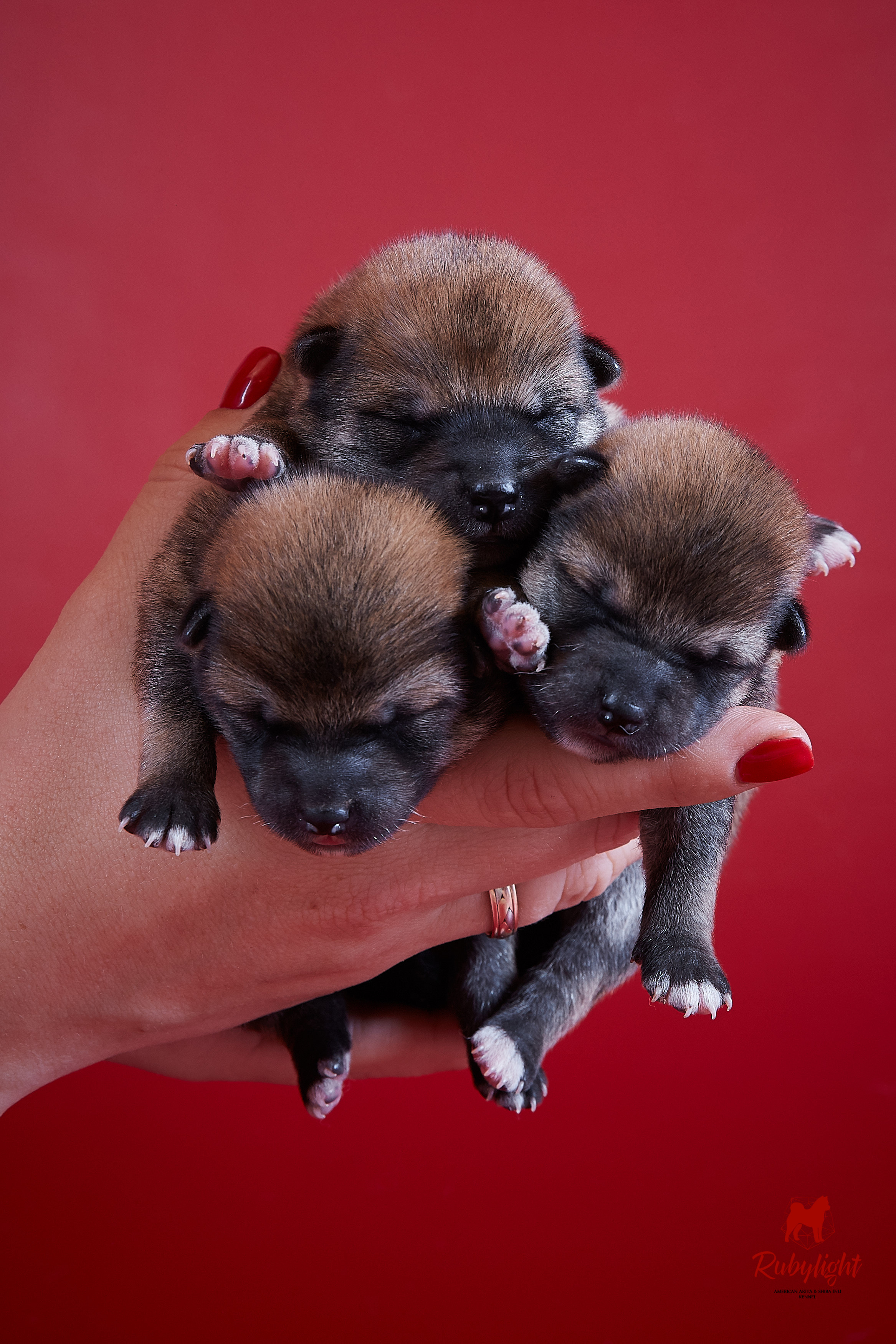 Litter «D»: HANDZIMEMESITE HIRO и ZOLOTO PARTII DEVANA GODDESS OF HUNT