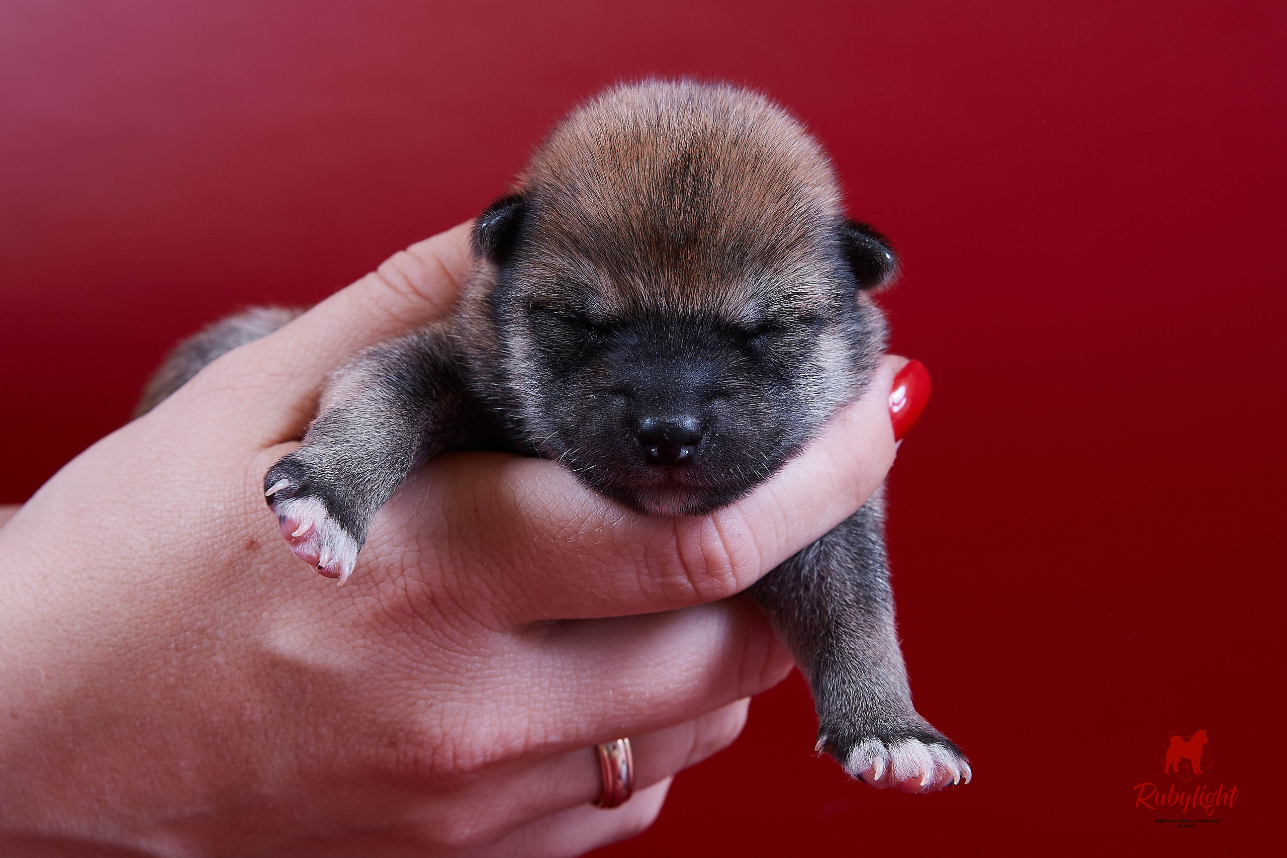 Litter «D»: HANDZIMEMESITE HIRO и ZOLOTO PARTII DEVANA GODDESS OF HUNT