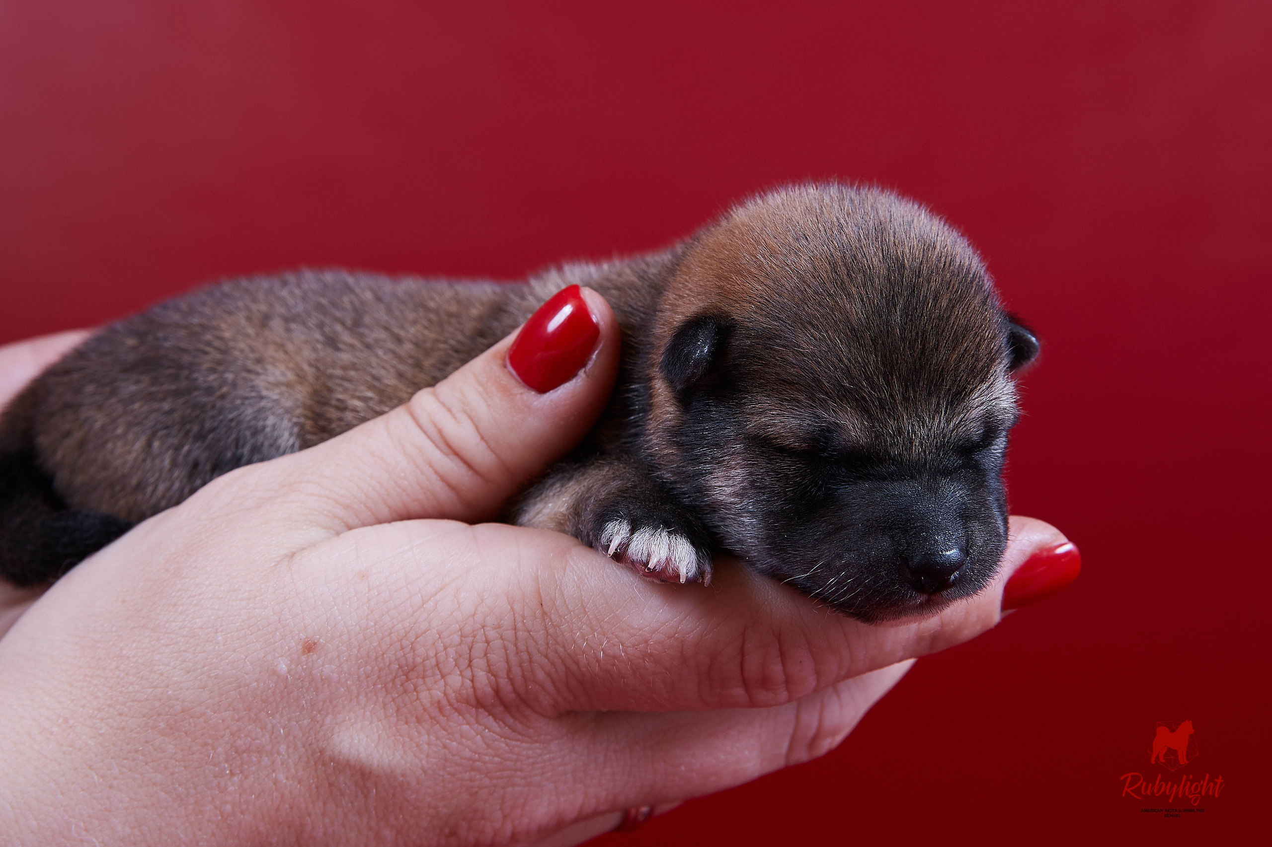 Litter «D»: HANDZIMEMESITE HIRO и ZOLOTO PARTII DEVANA GODDESS OF HUNT