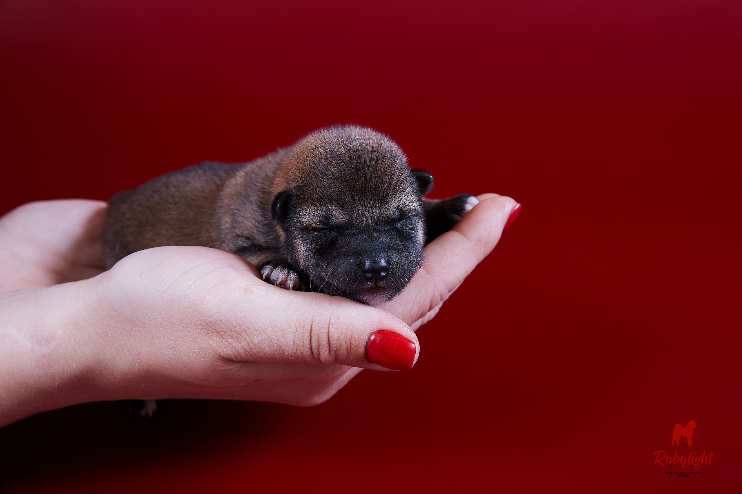 Litter «D»: HANDZIMEMESITE HIRO и ZOLOTO PARTII DEVANA GODDESS OF HUNT