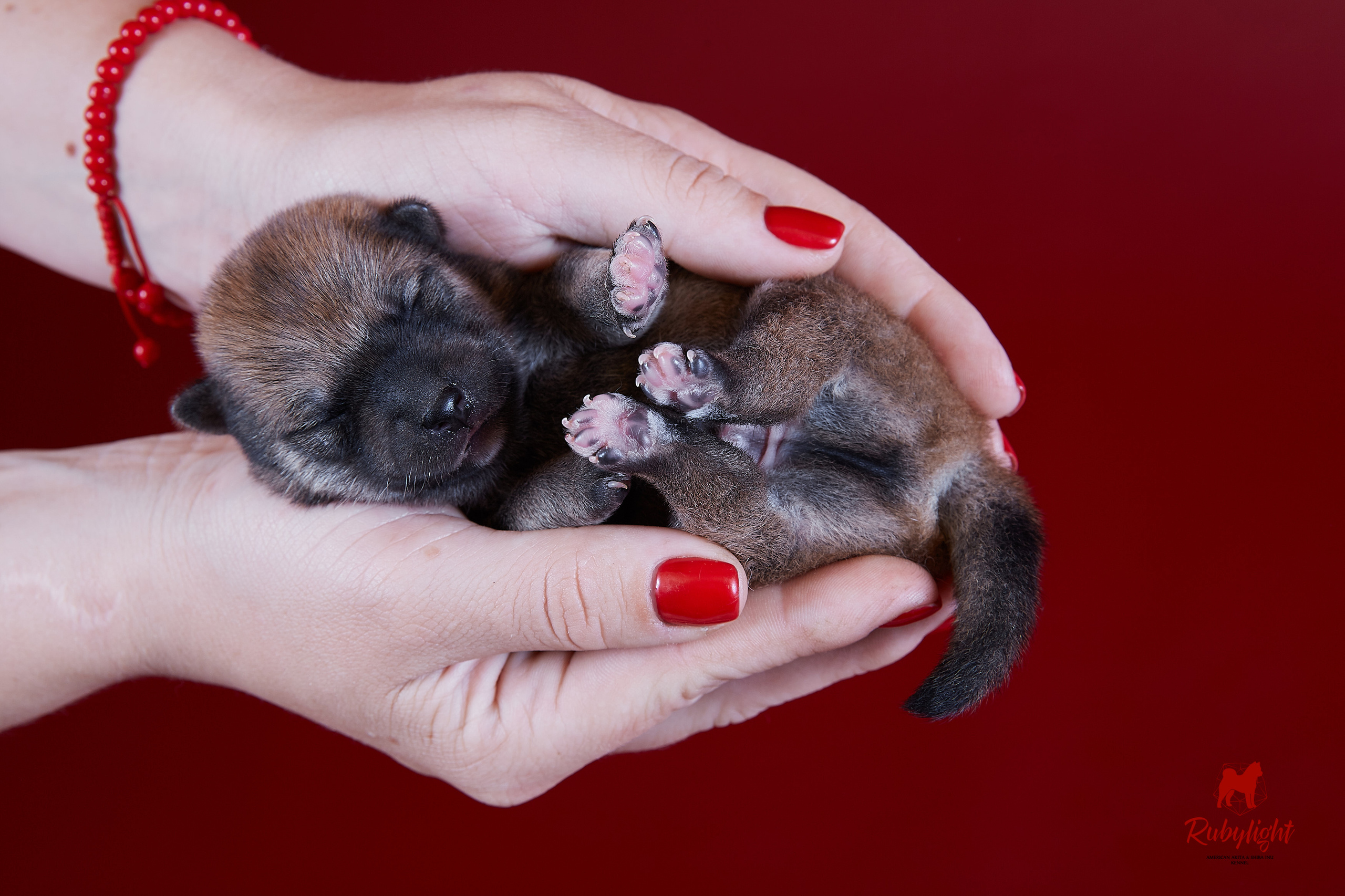 Litter «D»: HANDZIMEMESITE HIRO и ZOLOTO PARTII DEVANA GODDESS OF HUNT