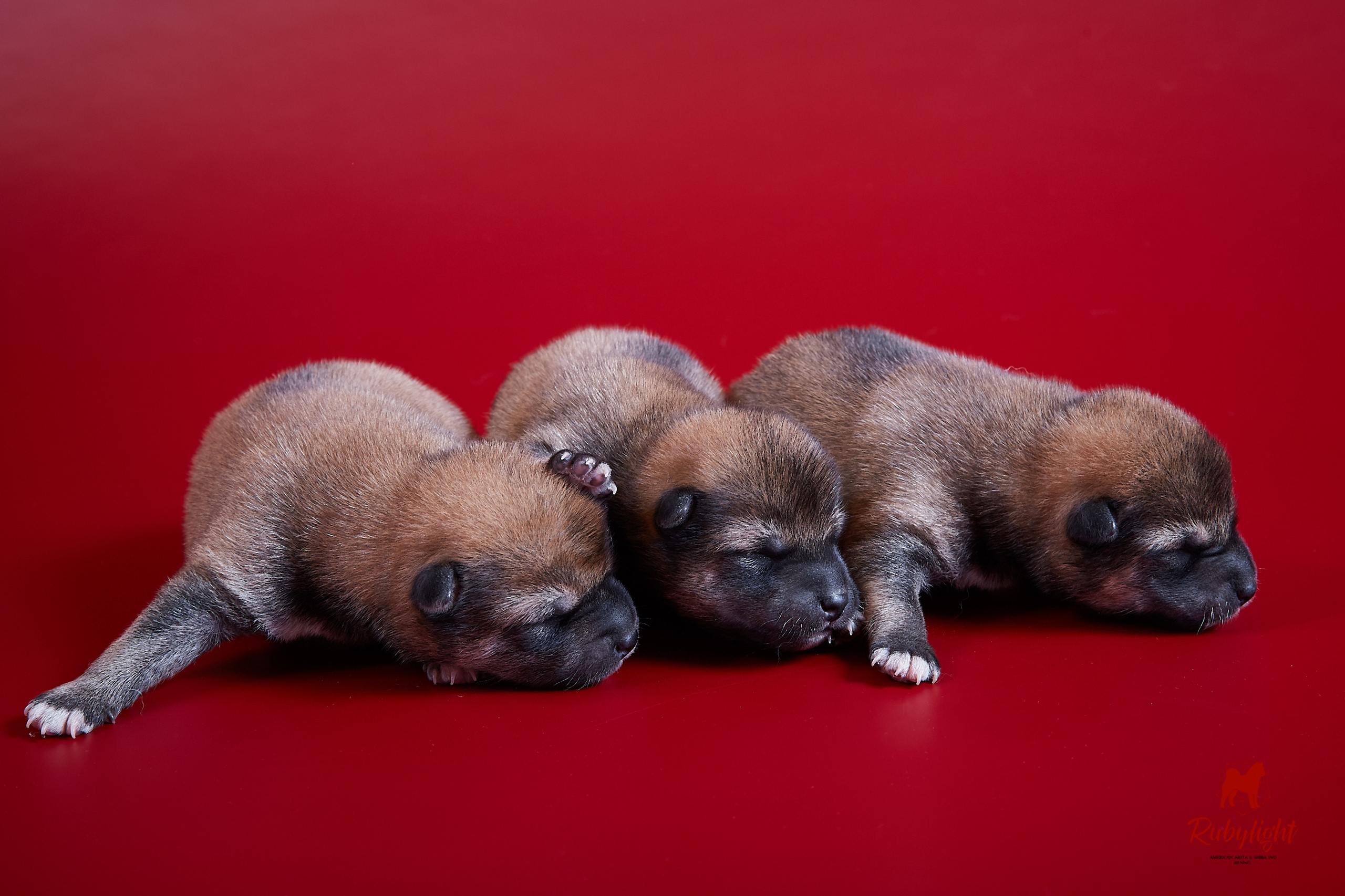 Litter «D»: HANDZIMEMESITE HIRO и ZOLOTO PARTII DEVANA GODDESS OF HUNT