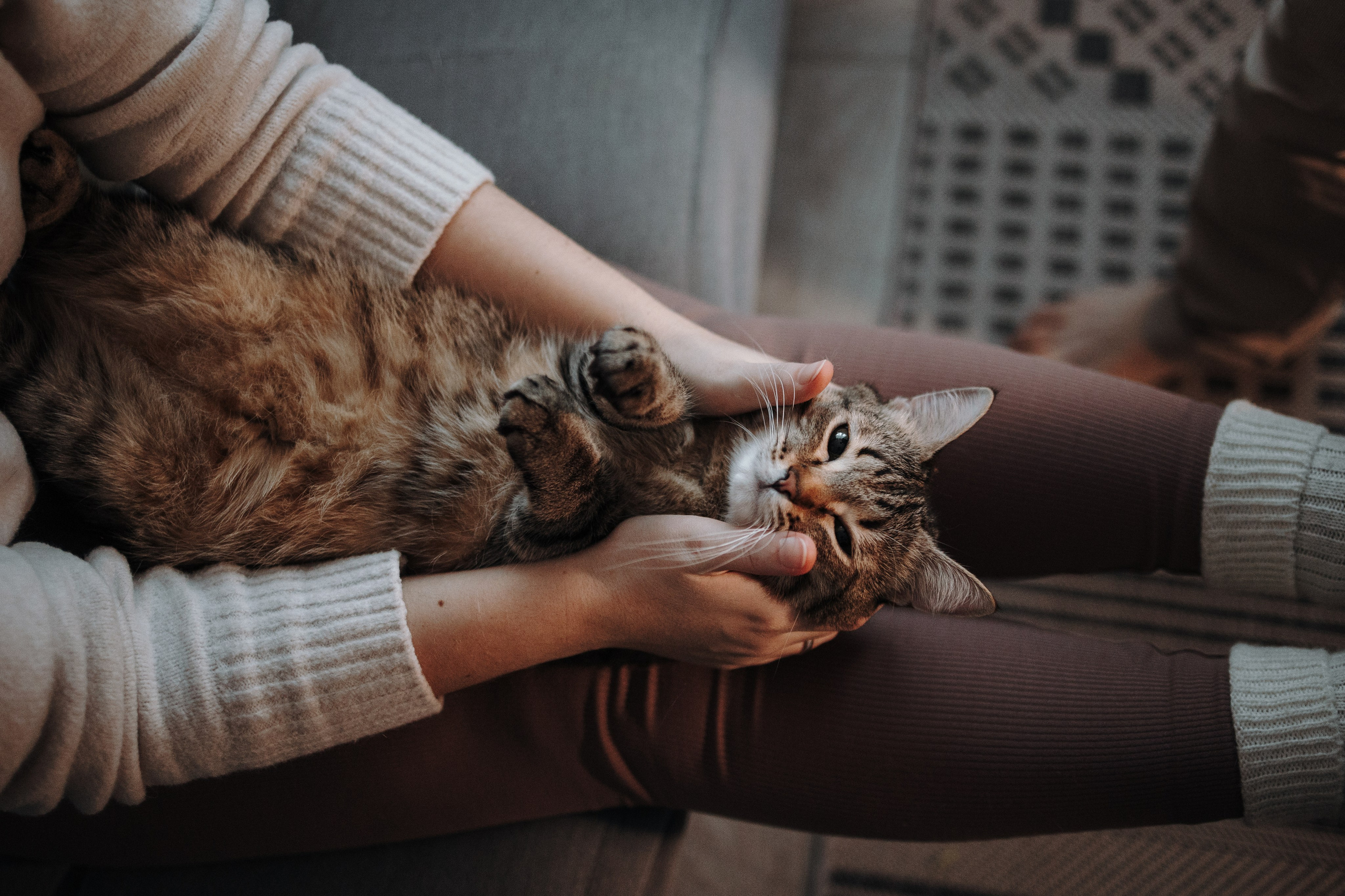 Мася и ее семья. Фотограф — Анималист | Санкт-Петербург