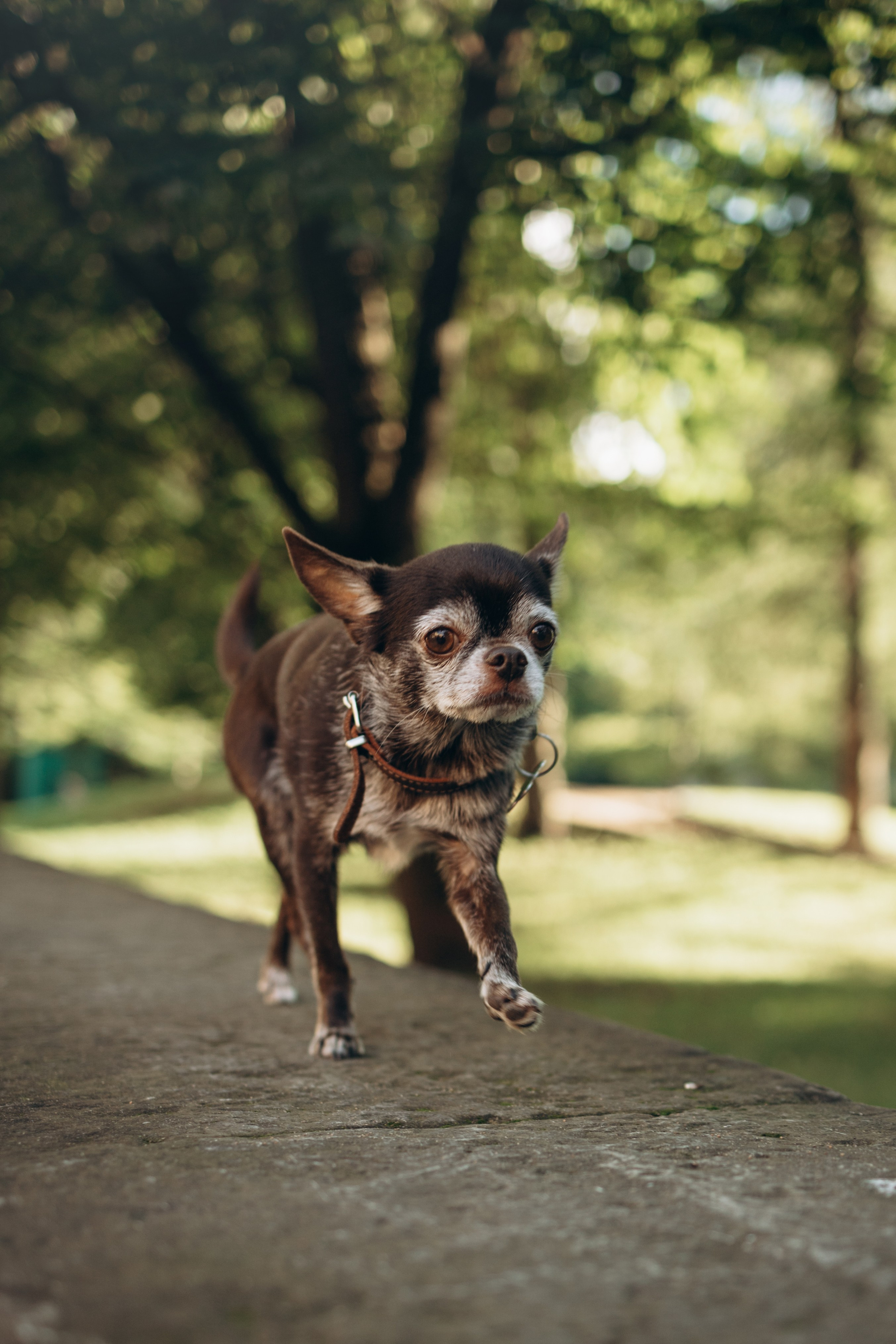 Даша и ее мальчики. Фотограф — Анималист | Санкт-Петербург