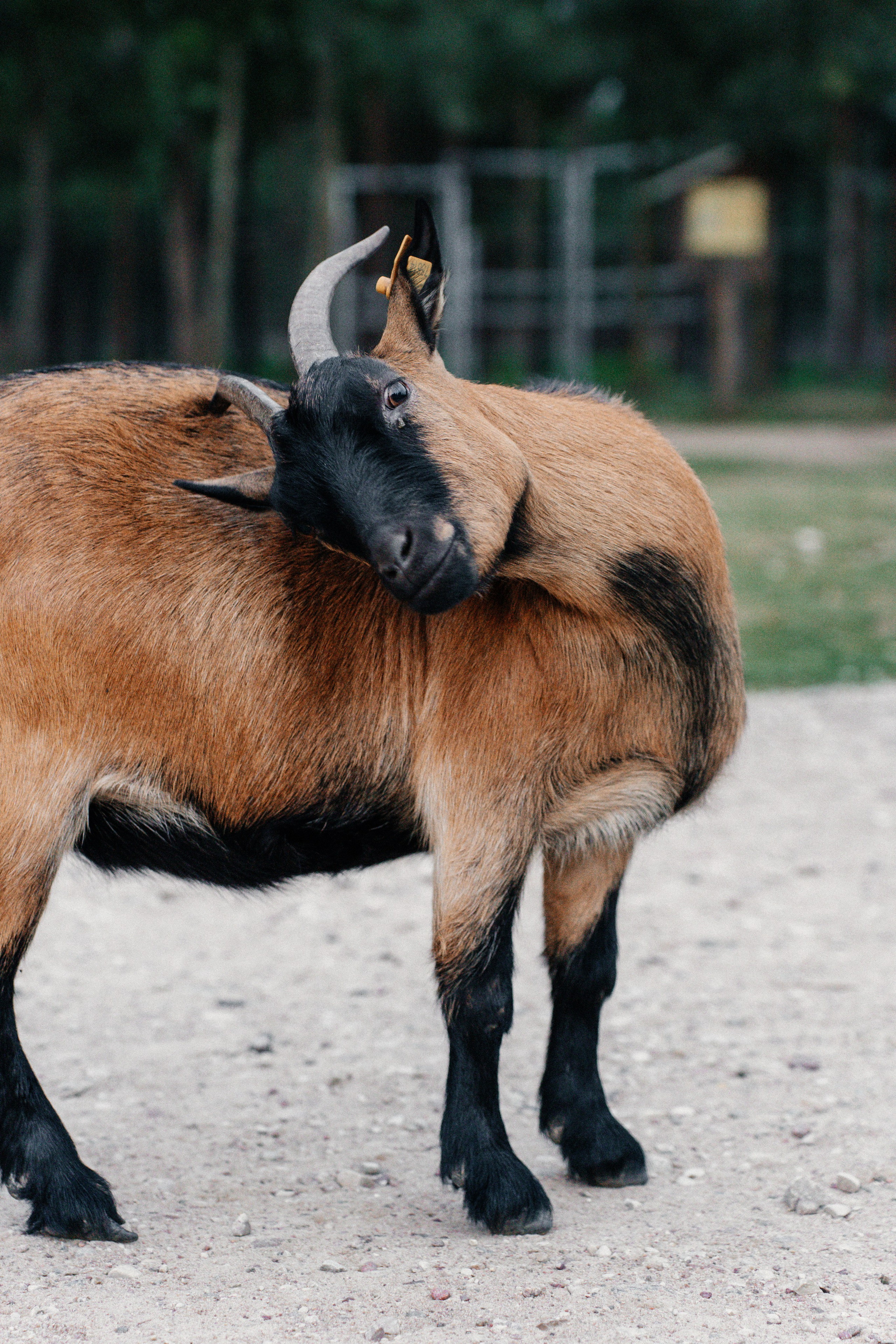 Диприз — в мире диких животных. Ваш семейный фотограф в Минске — Вика Трегубова