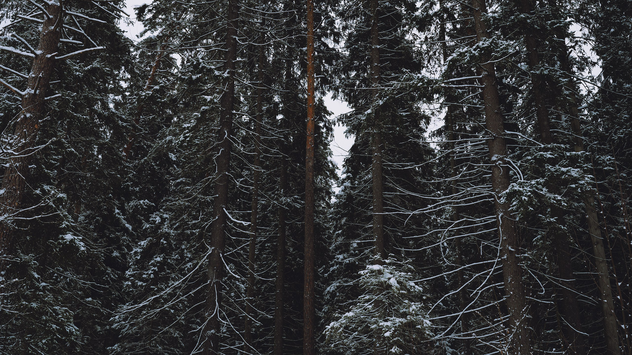 Январь. Komonev