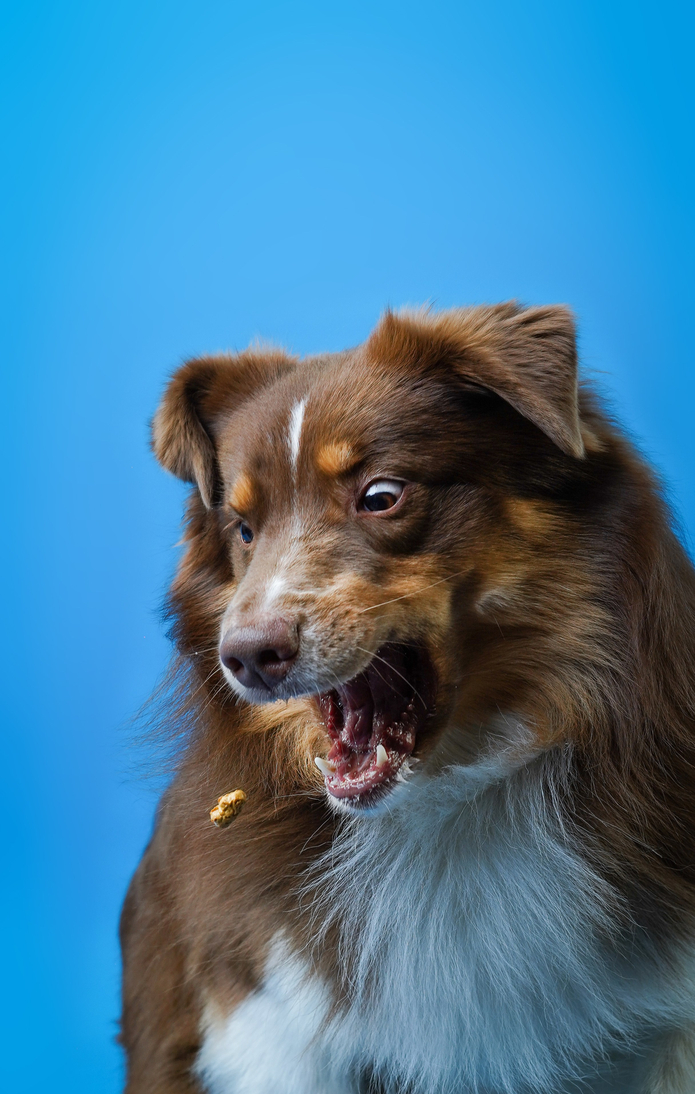 Аусси Рокки. Фотограф-анималист в Санкт-Петербурге Яна Мартынова