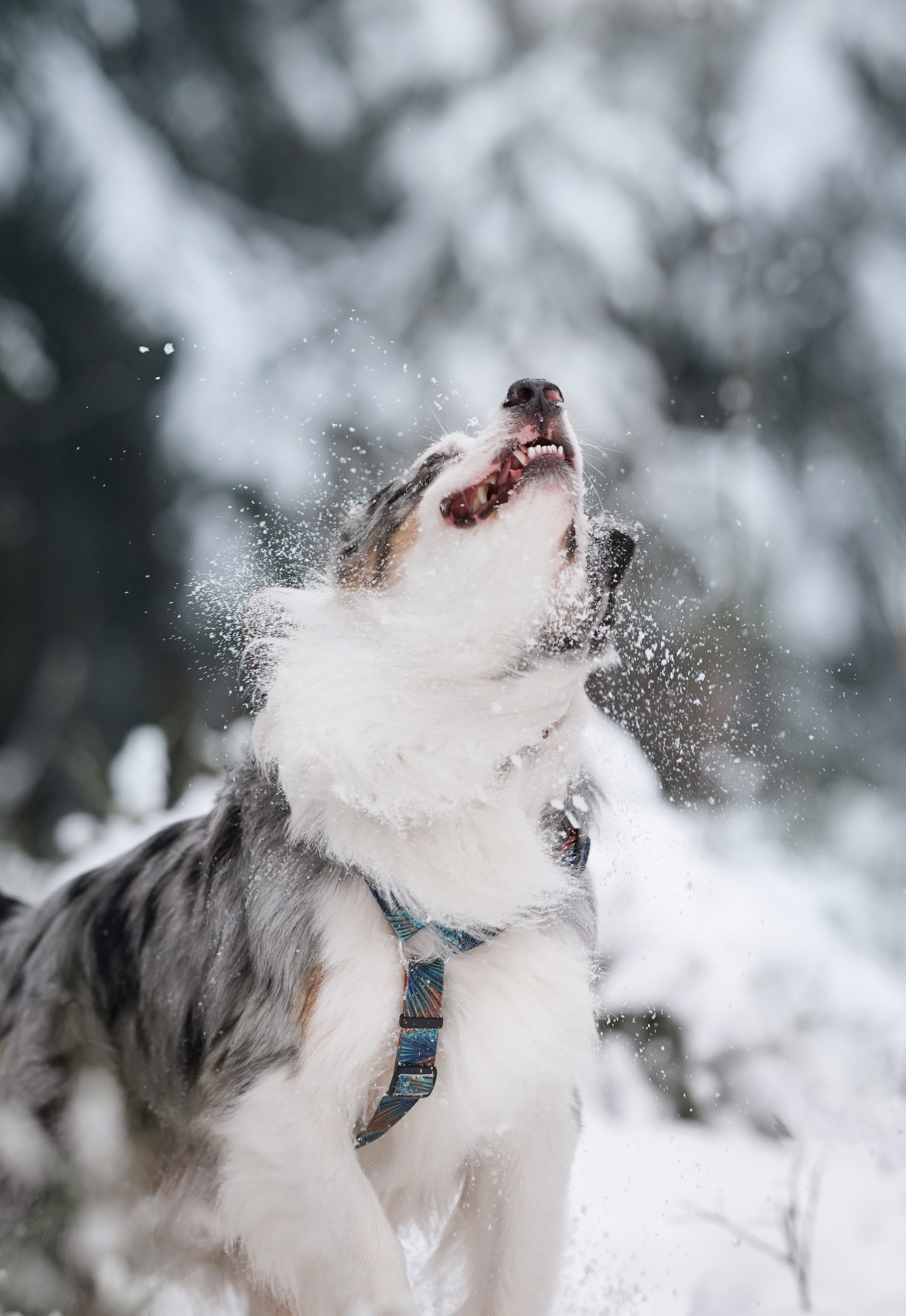 Антон Аиша и Римус. Фотограф-анималист в Санкт-Петербурге Яна Мартынова