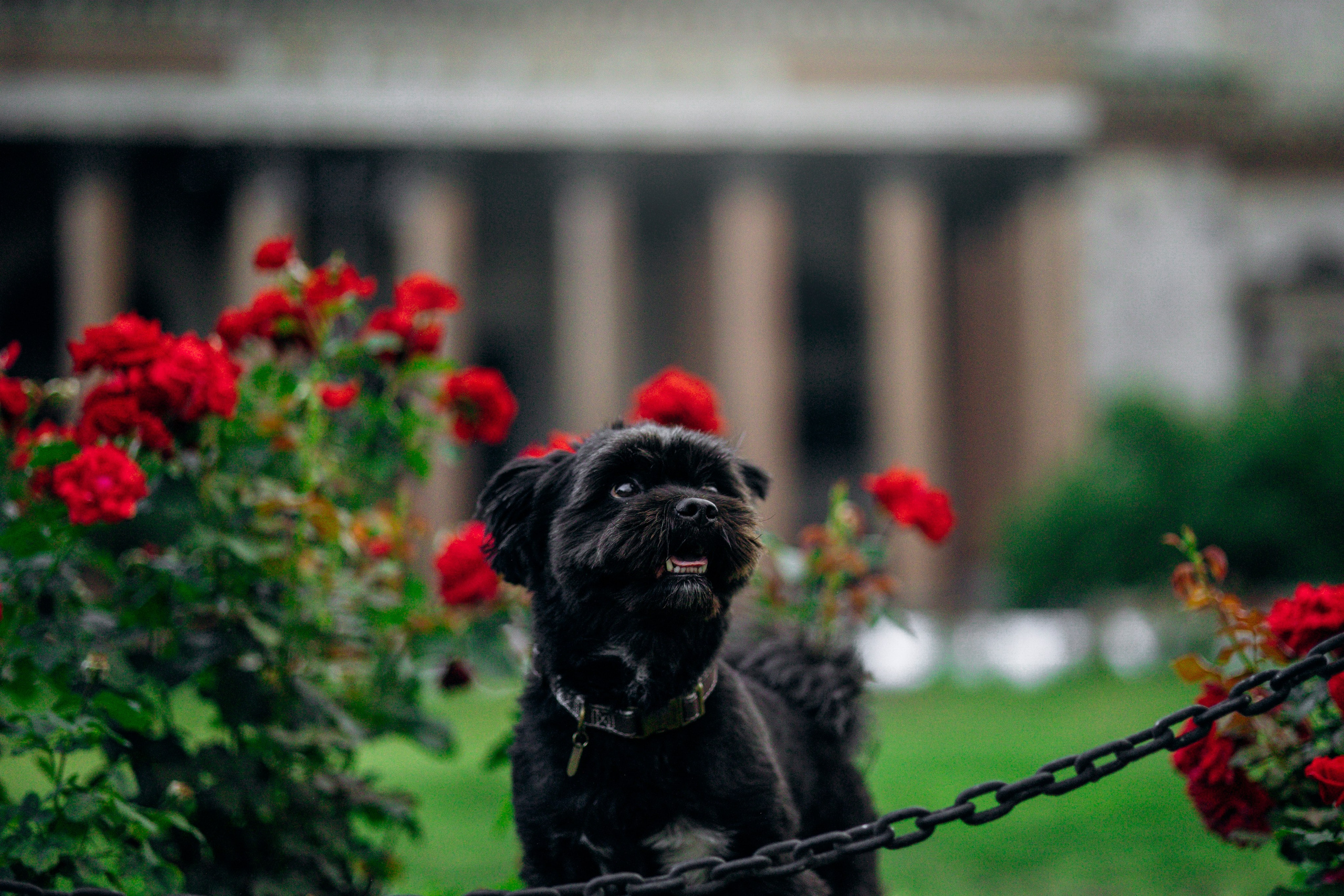 Даша и Борис. Фотограф — Анималист | Санкт-Петербург