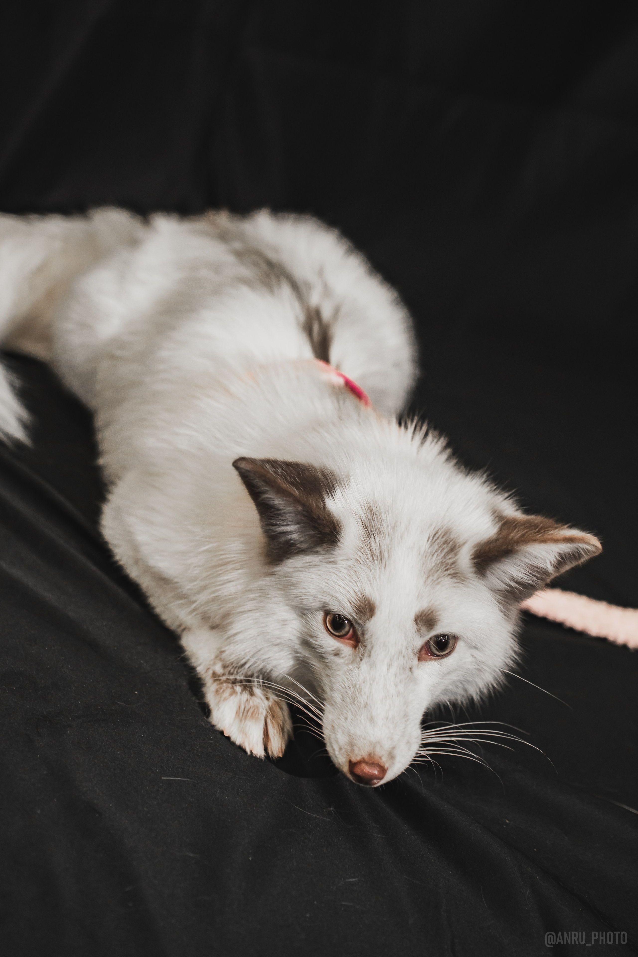 Fox Family fest. Репортажный фотограф Анастасия Рубцова