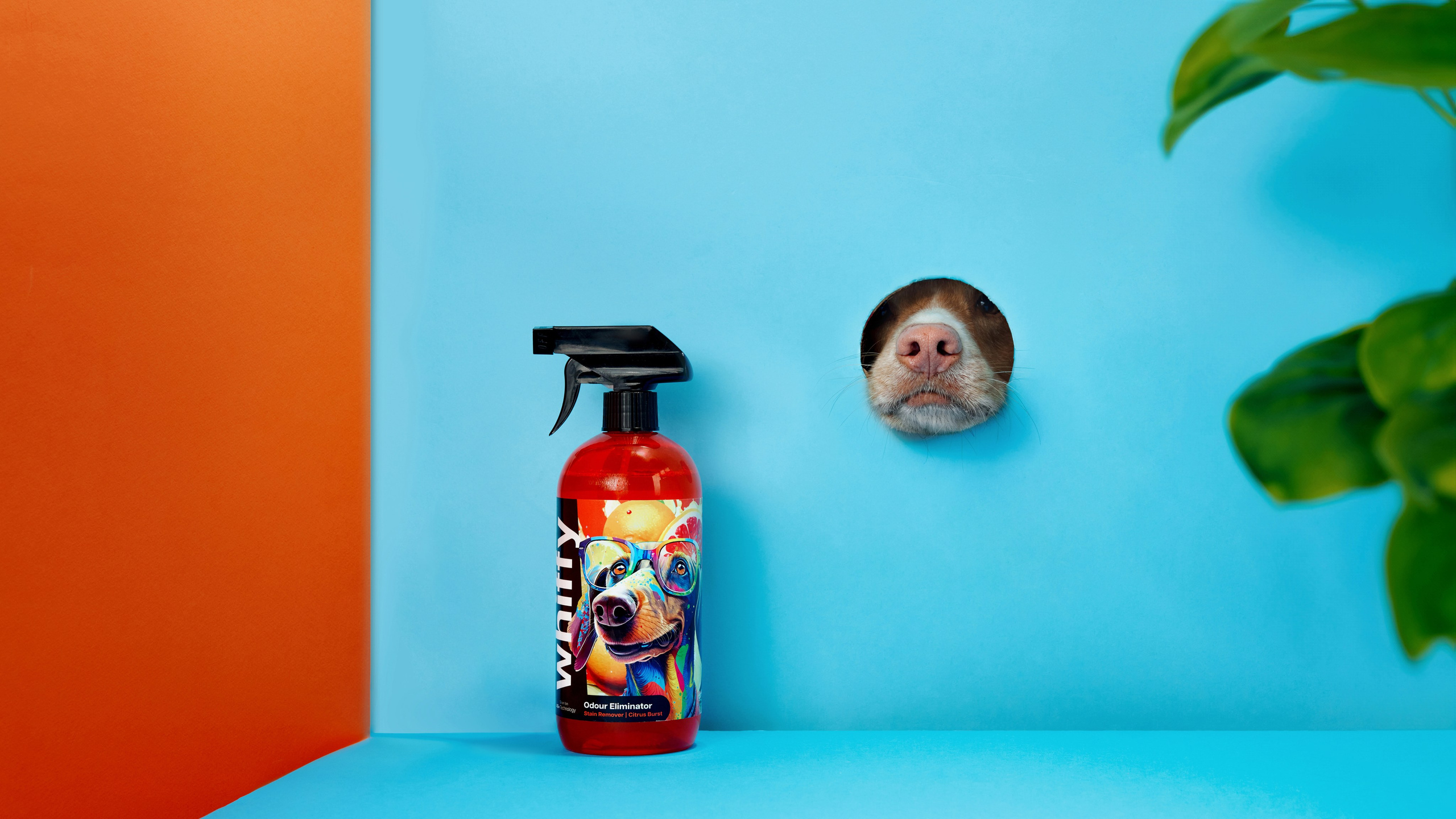 Advertising shooting with animals. Pets in advertising. Dog photographer Averianova Anna — Art photography of dogs