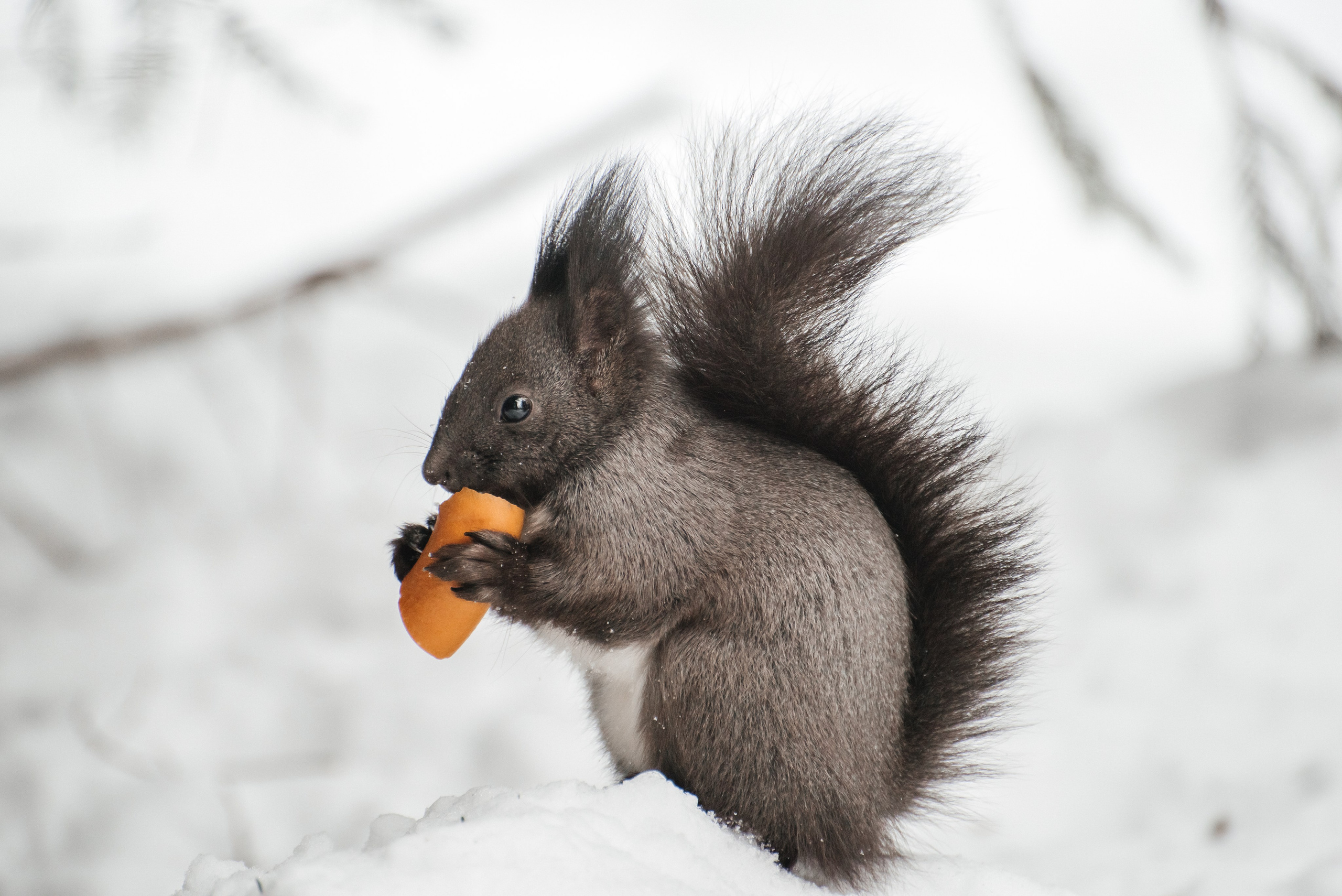 Природа. Людмила Москвичёва — Фотограф на все случаи жизни.Камчатка/Владивосток