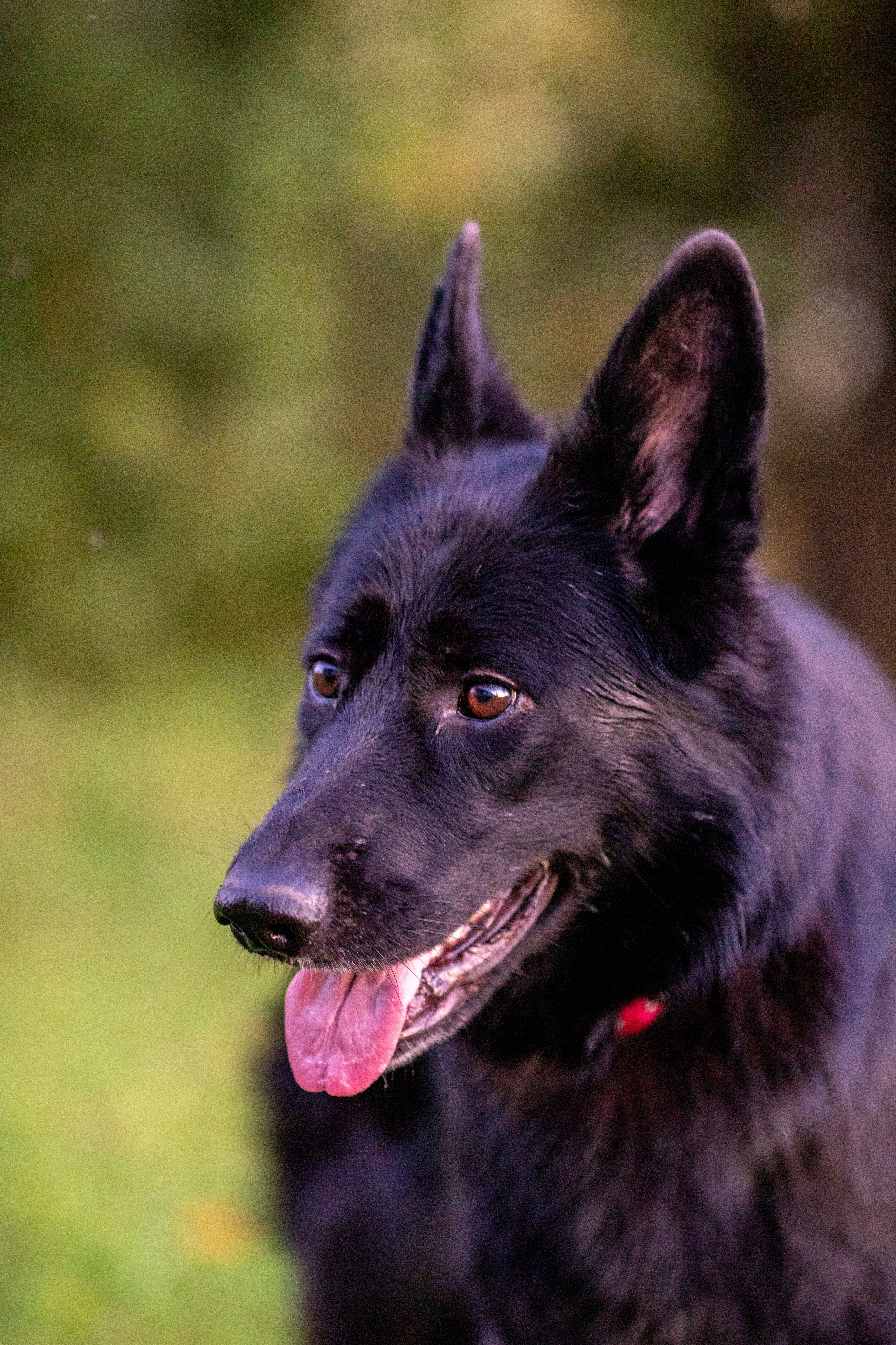 Животные. Фотограф в Москве и в Московской области Сандра