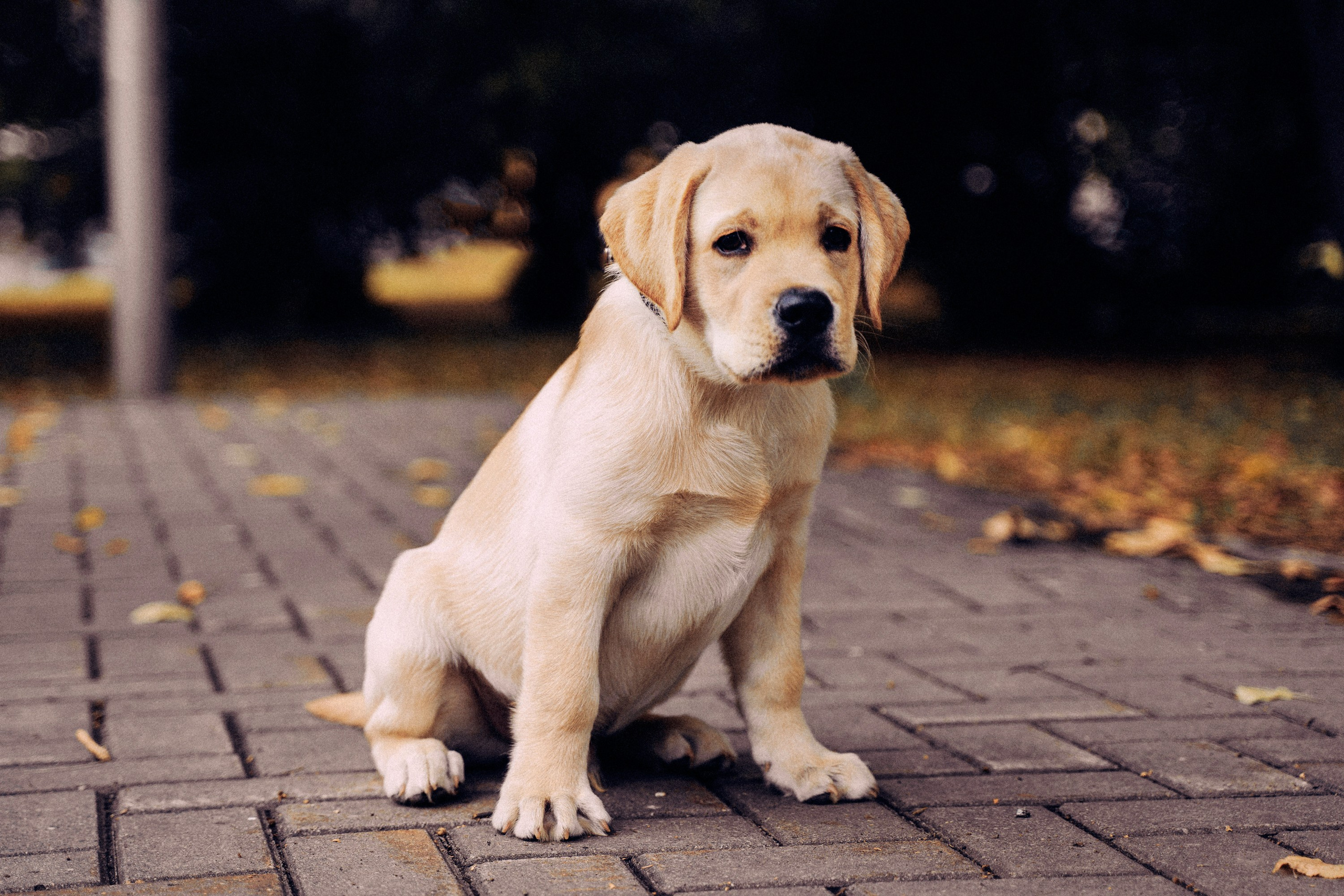 Золотой малыш. Фотограф-анималист, портретный фотограф в Чебоксарах Мария Садыкова