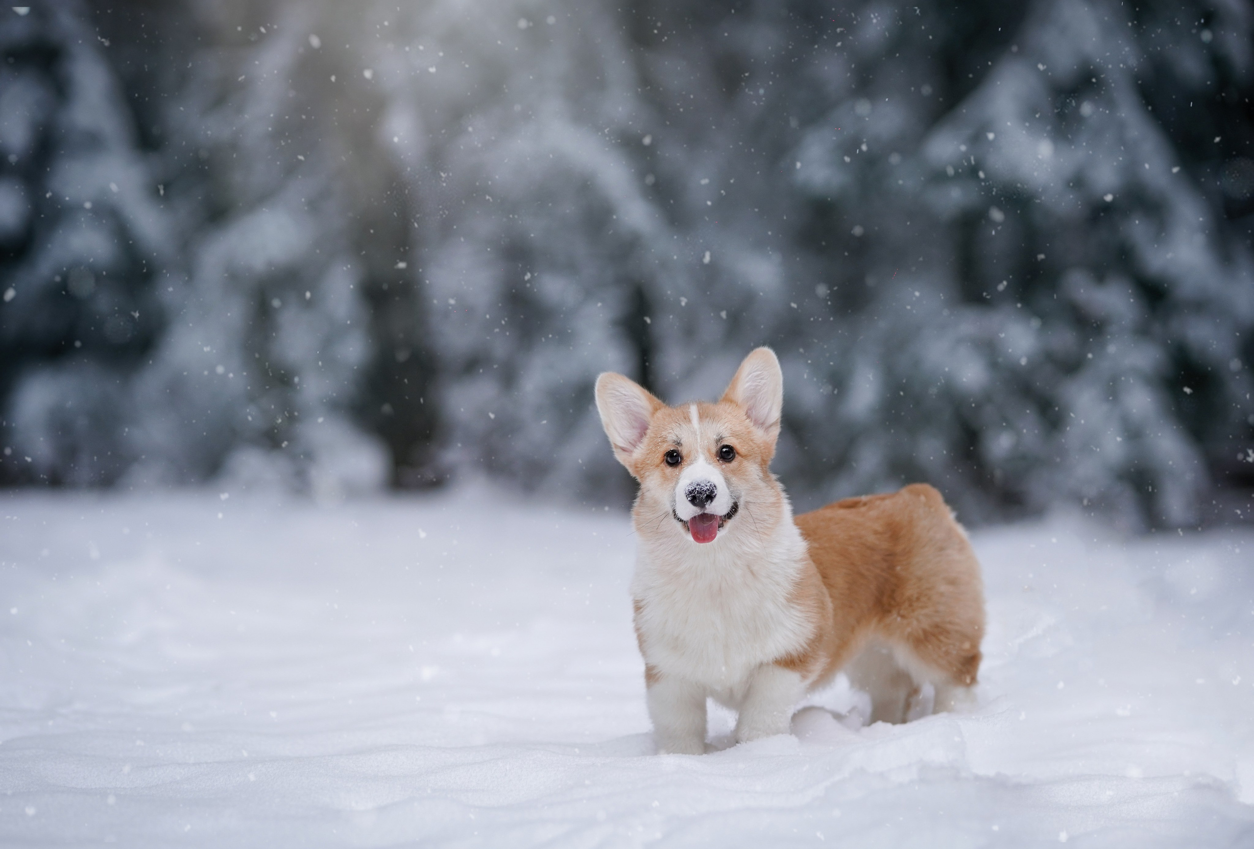 Катя Рокки и Честер. Фотограф-анималист в Санкт-Петербурге Яна Мартынова