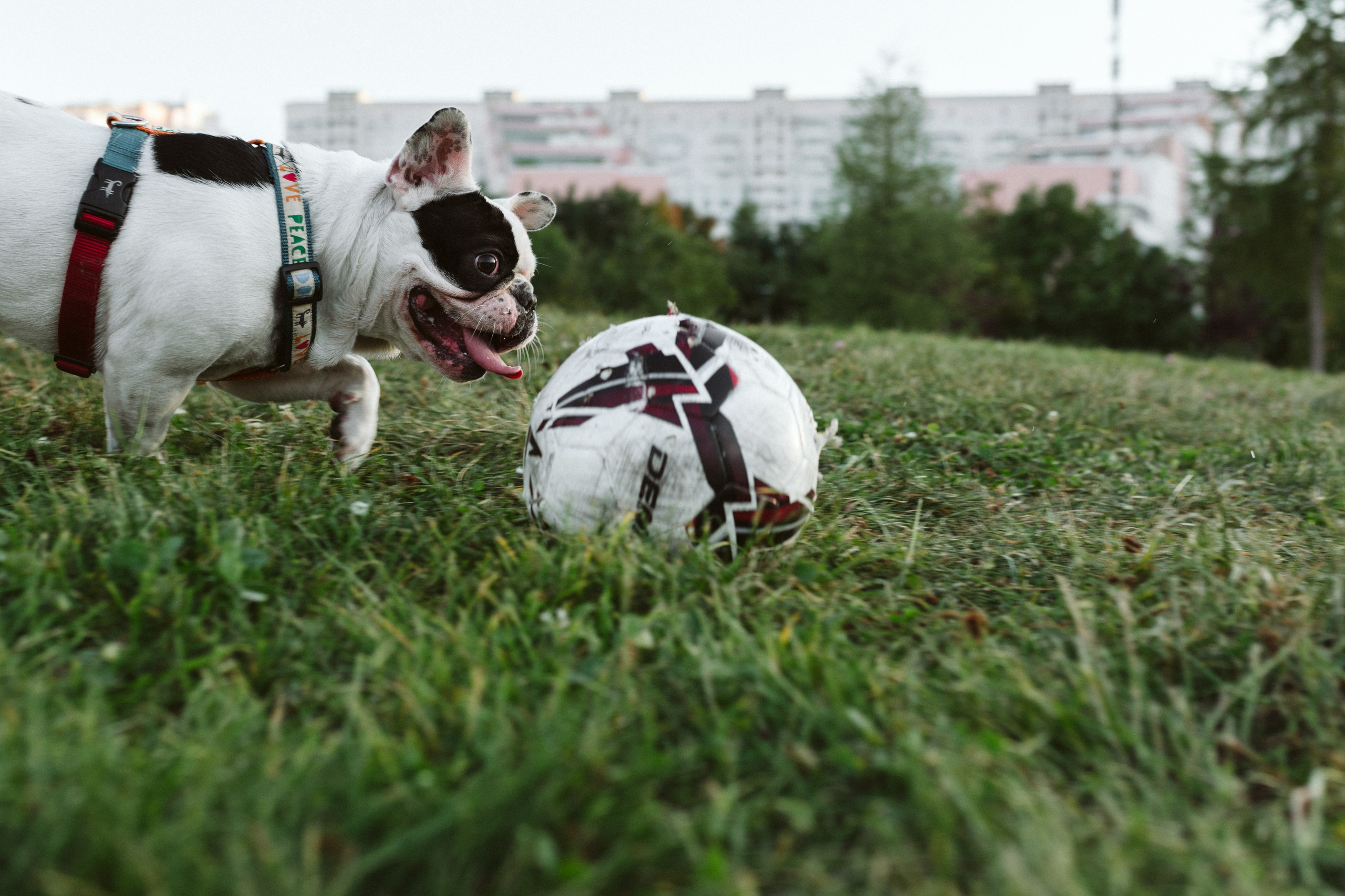 Инна и Белль. Фотограф анималист в Москве Ольга Агушева
