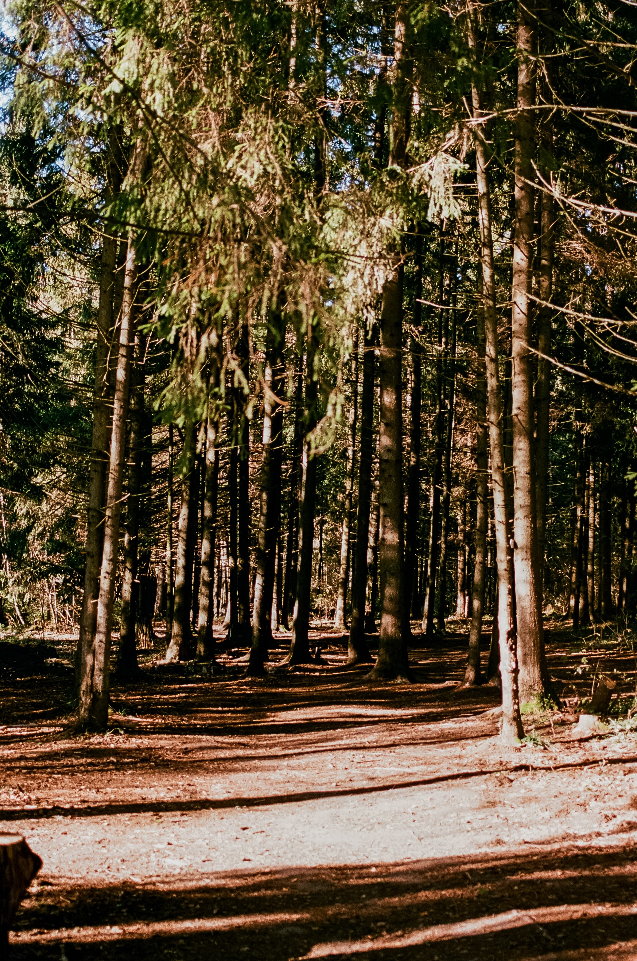Nikon F100 — Mamiya (645) Sekor C 45 mm f2.8 и Macro 80 mm f/4