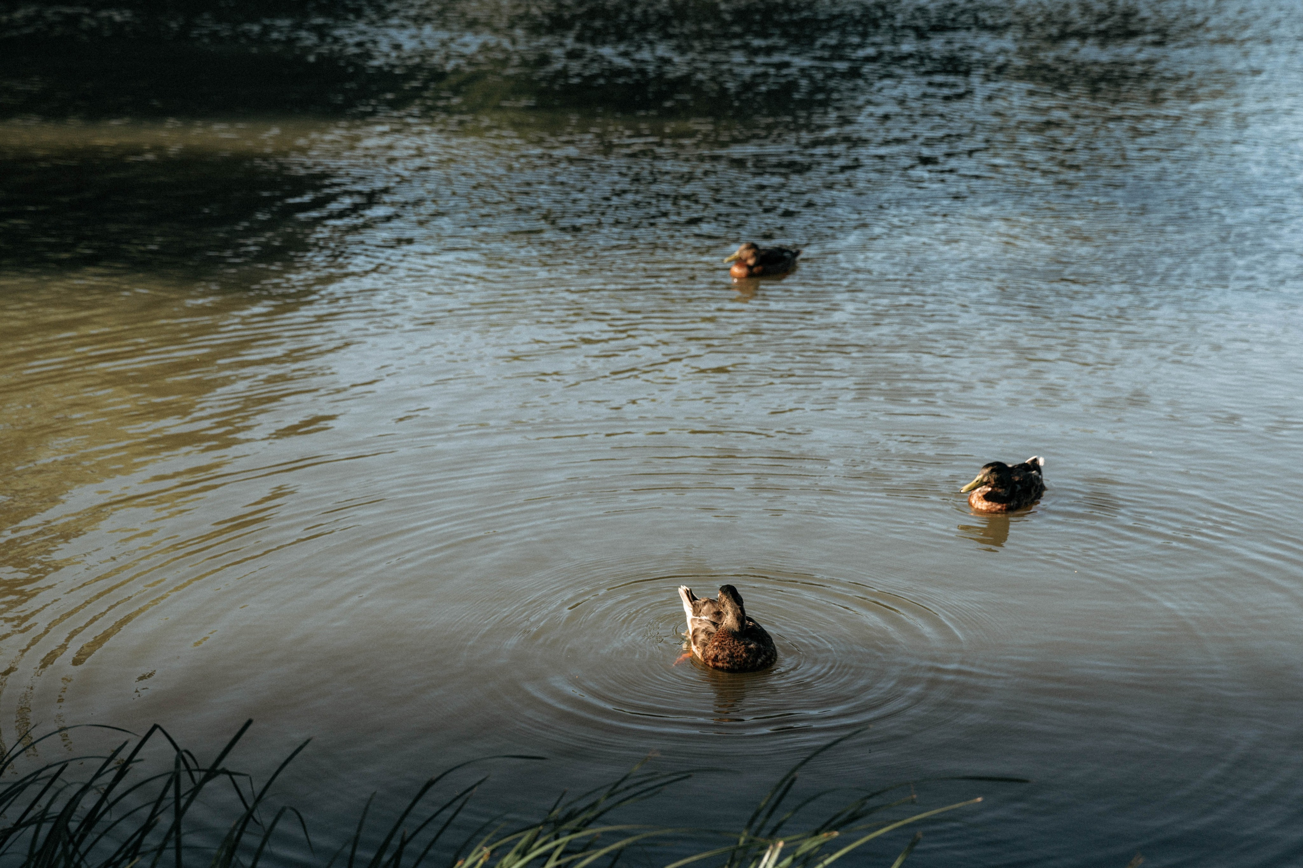 Анастасия, Алексей, Есения. Семейный и свадебный фотограф Нижний Новгород