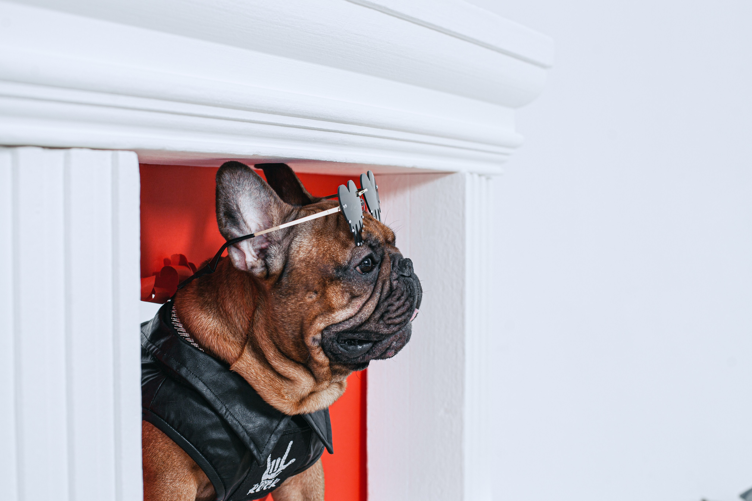 Пижамная вечеринка французских бульдогов и их хозяев. Фотограф-анималист Татьяна Степанова