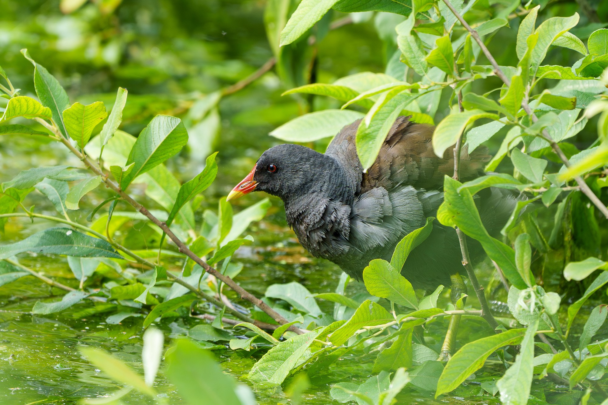Удивительные мир птиц. Вокруг нас столько прекрасного — присмотритесь!. Ваш личный фотограф Марина Волкова