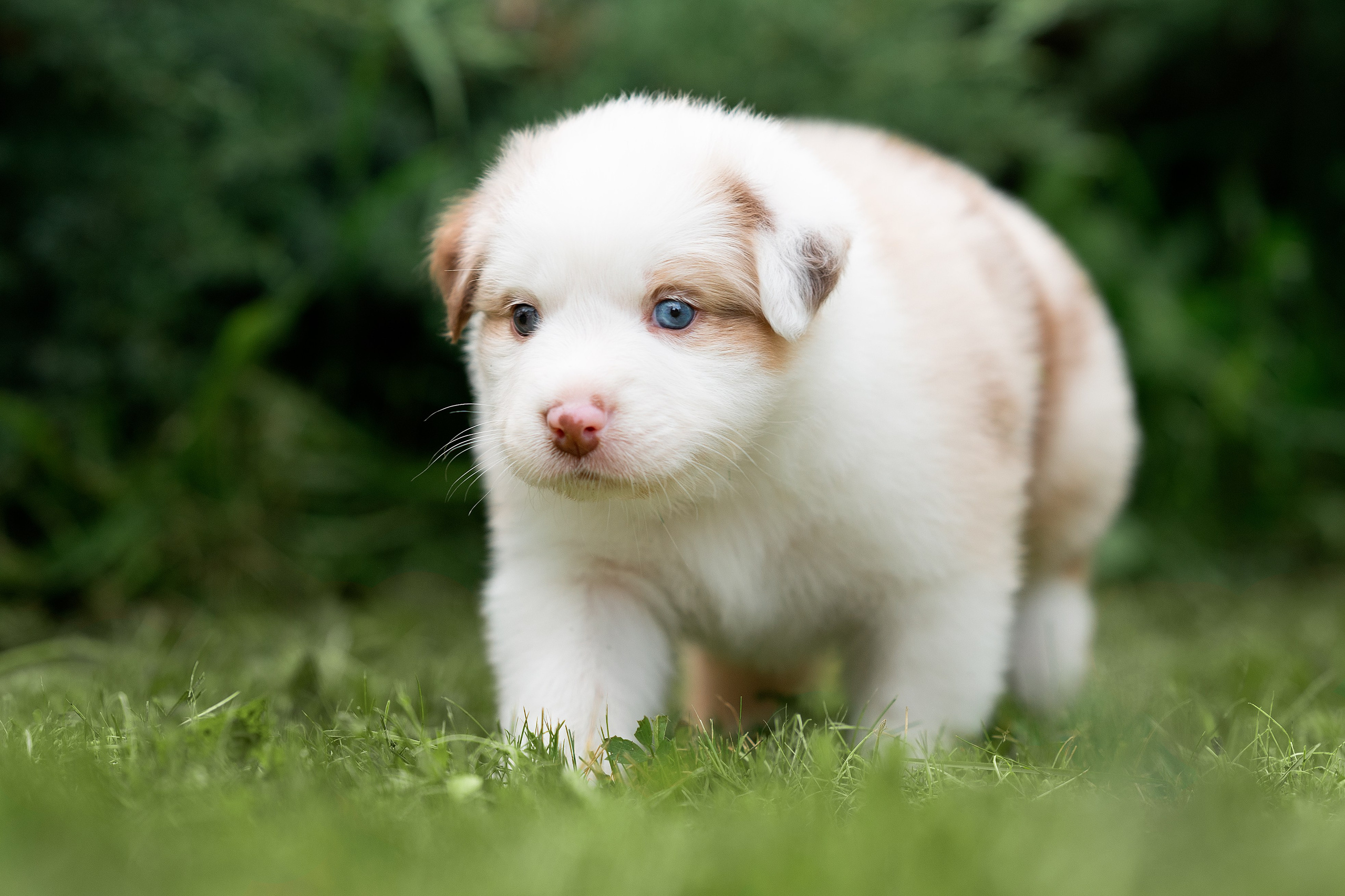 Заводчик Елизавета Степанова. Творческий фотограф Вологда