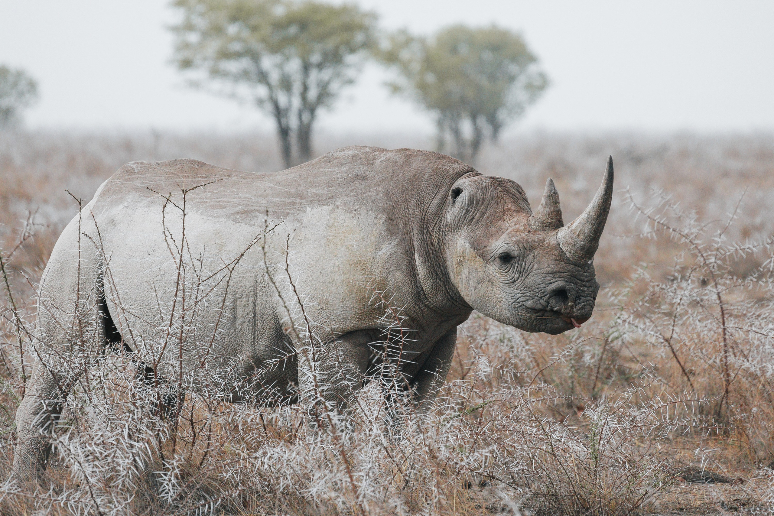 НАМИБИЯ. Роадтрип