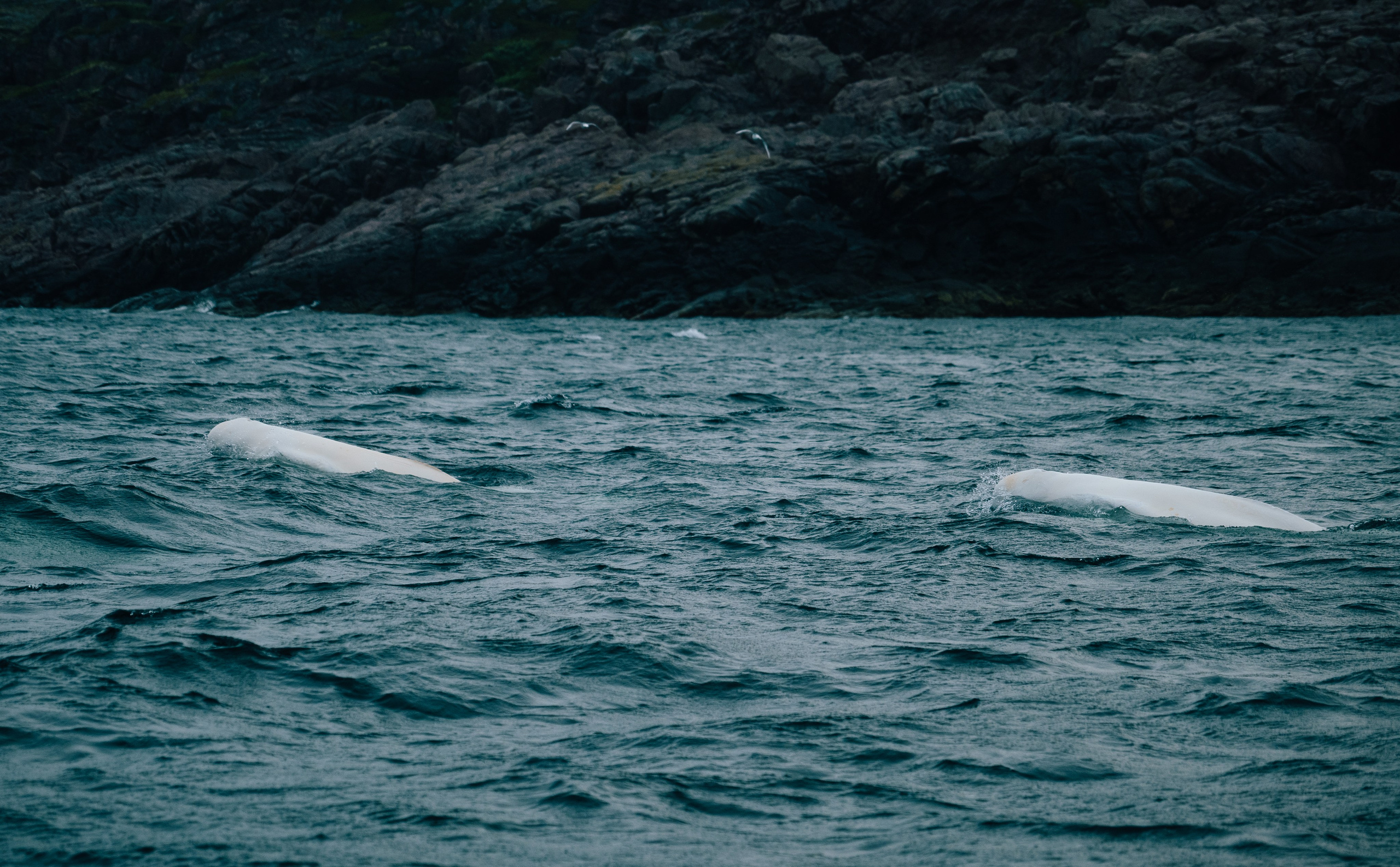 ТЕРИБЕРКА. Создание контента | Фото | Видеосъемка | Александр Ярков