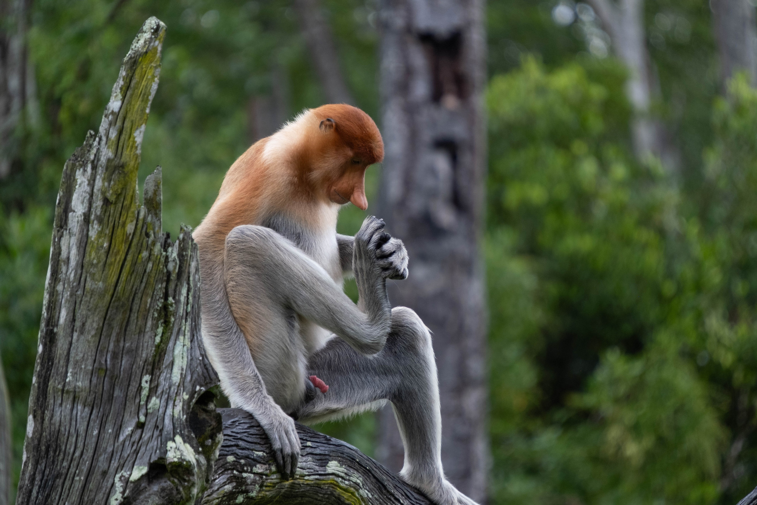 О. Борнео, г. Сандакан. В мире животных. Фотографии из путешествий