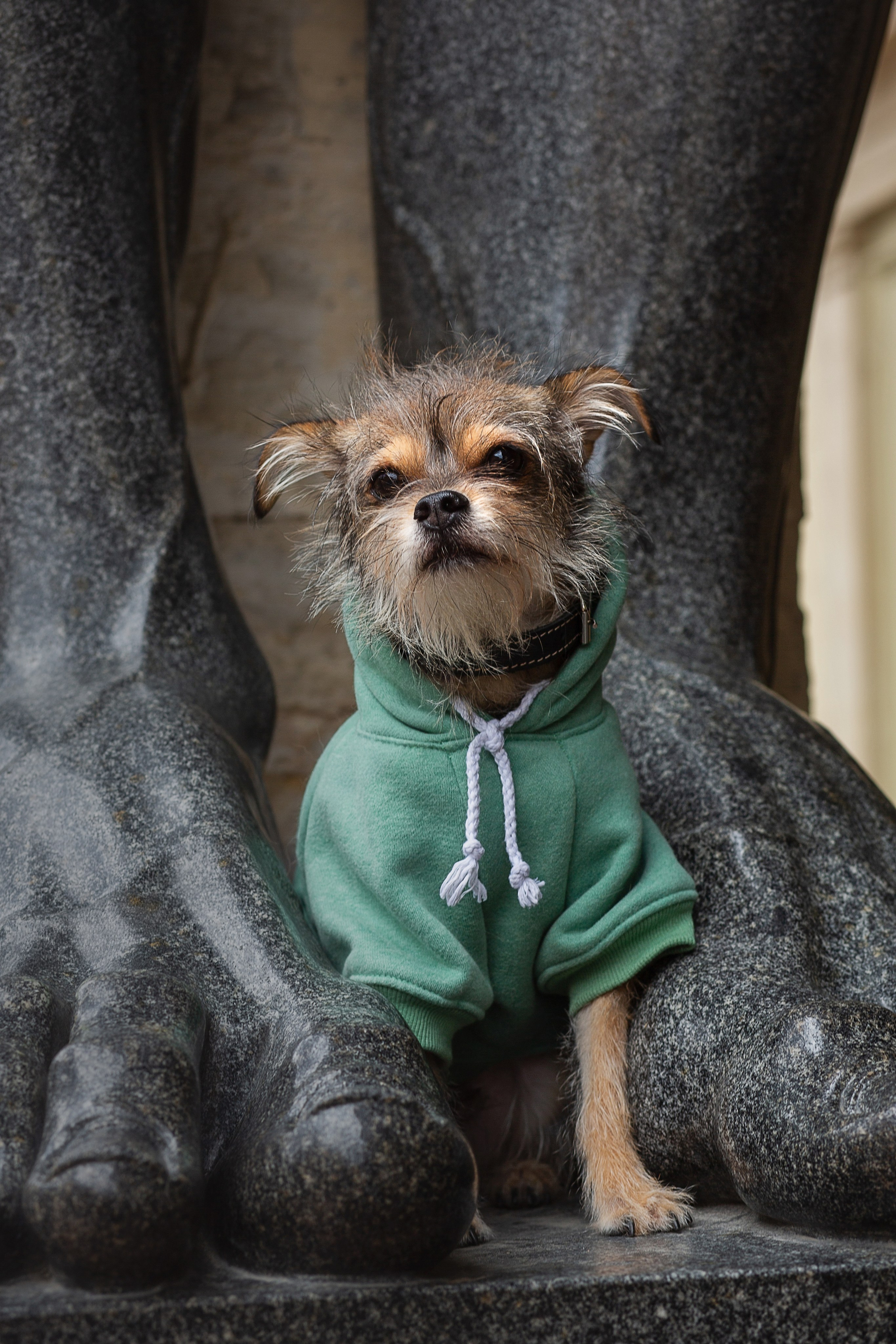 Фотосессия питомца. Душевный фотограф в Санкт-Петербурге. Свадебные и семейные фотосессии