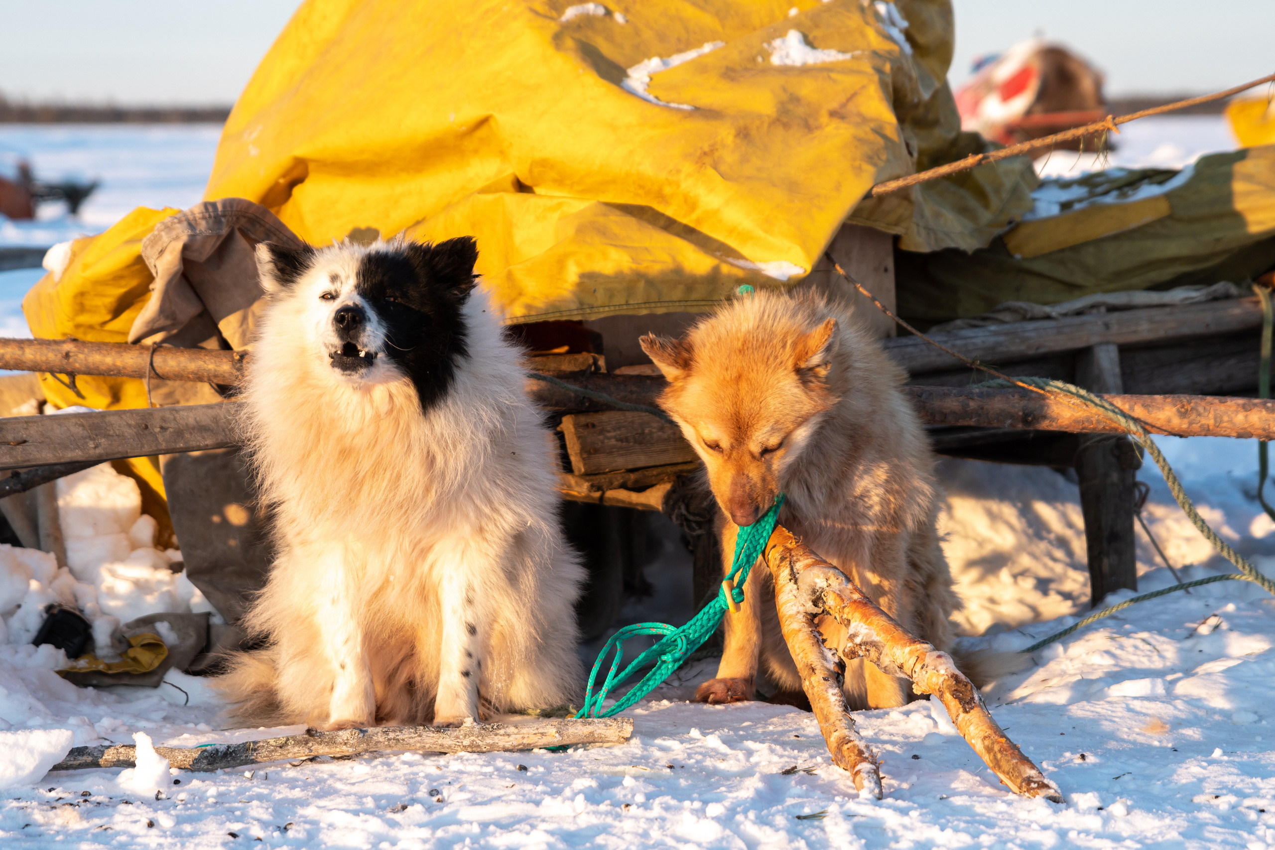 Чум. Фотограф в с. Ижма Республика Коми Терентьев Сергей