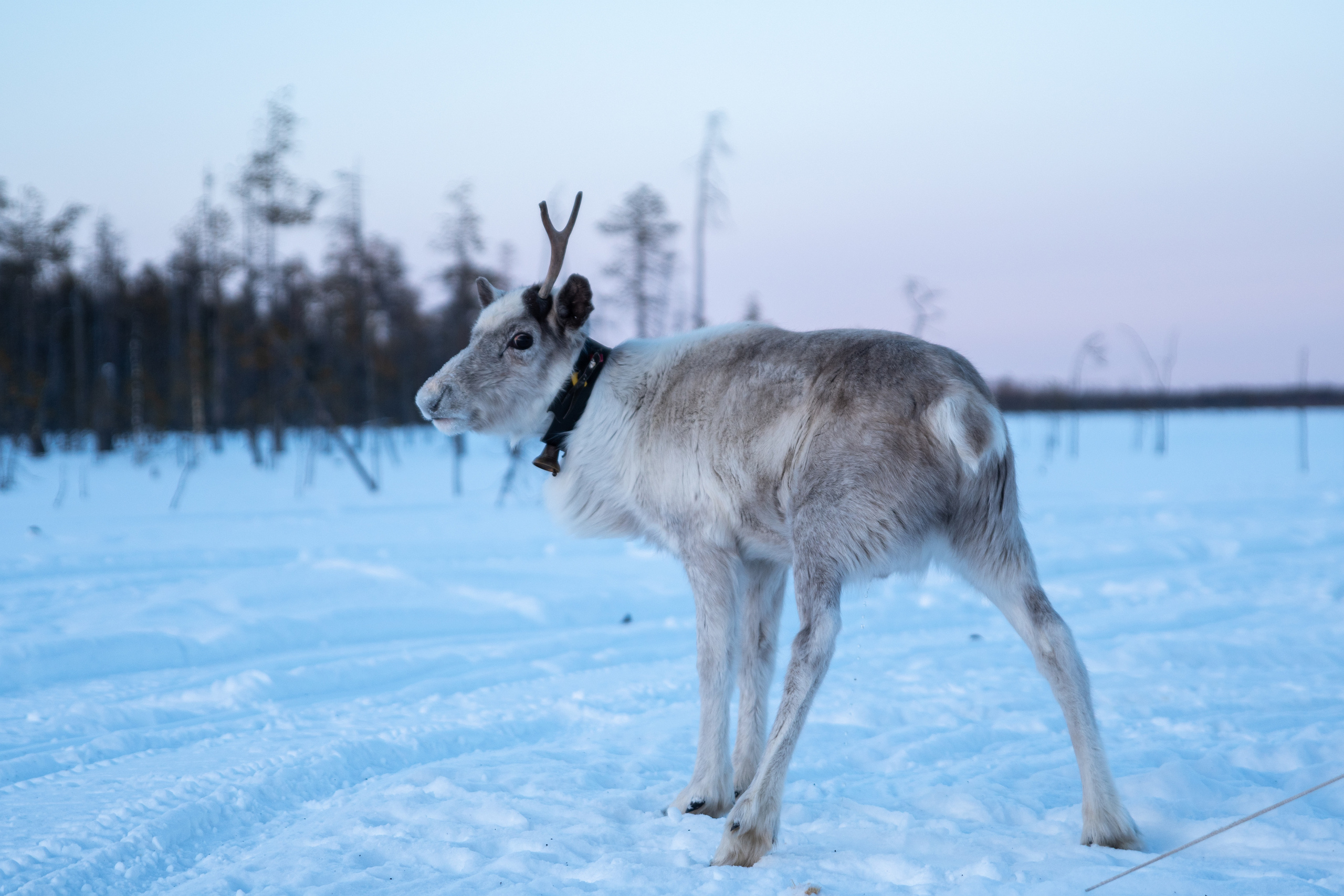 Чум. Фотограф в с. Ижма Республика Коми Терентьев Сергей