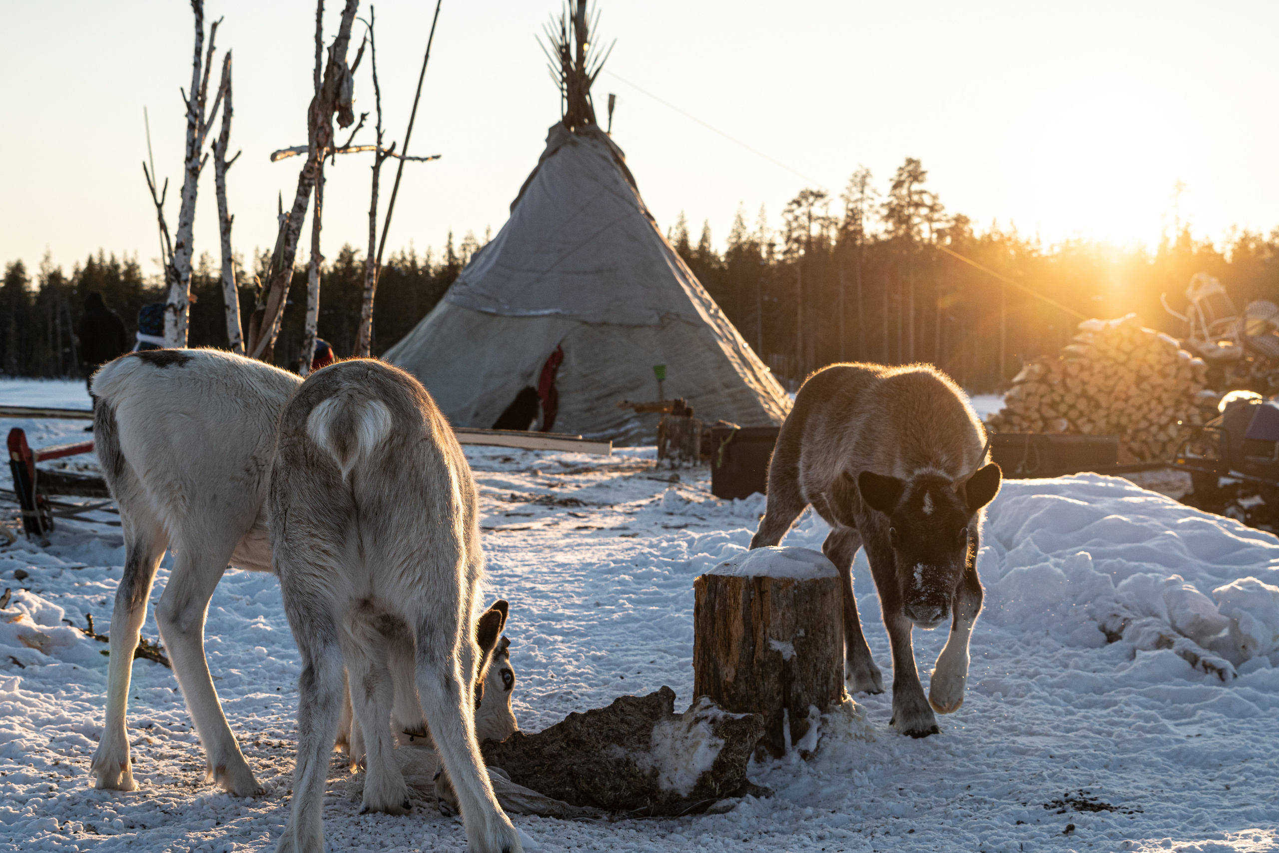 Чум. Фотограф в с. Ижма Республика Коми Терентьев Сергей