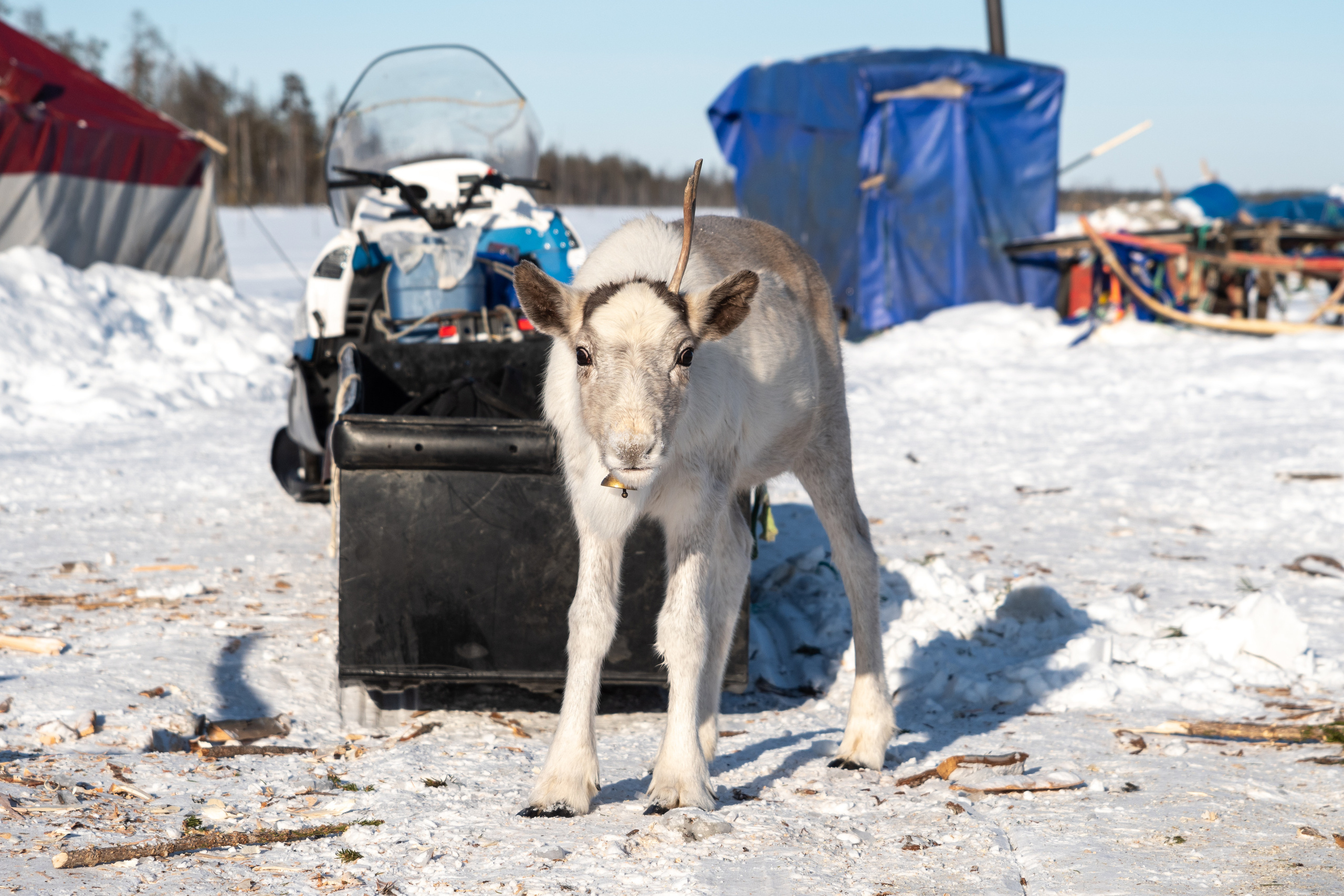 Чум. Фотограф в с. Ижма Республика Коми Терентьев Сергей
