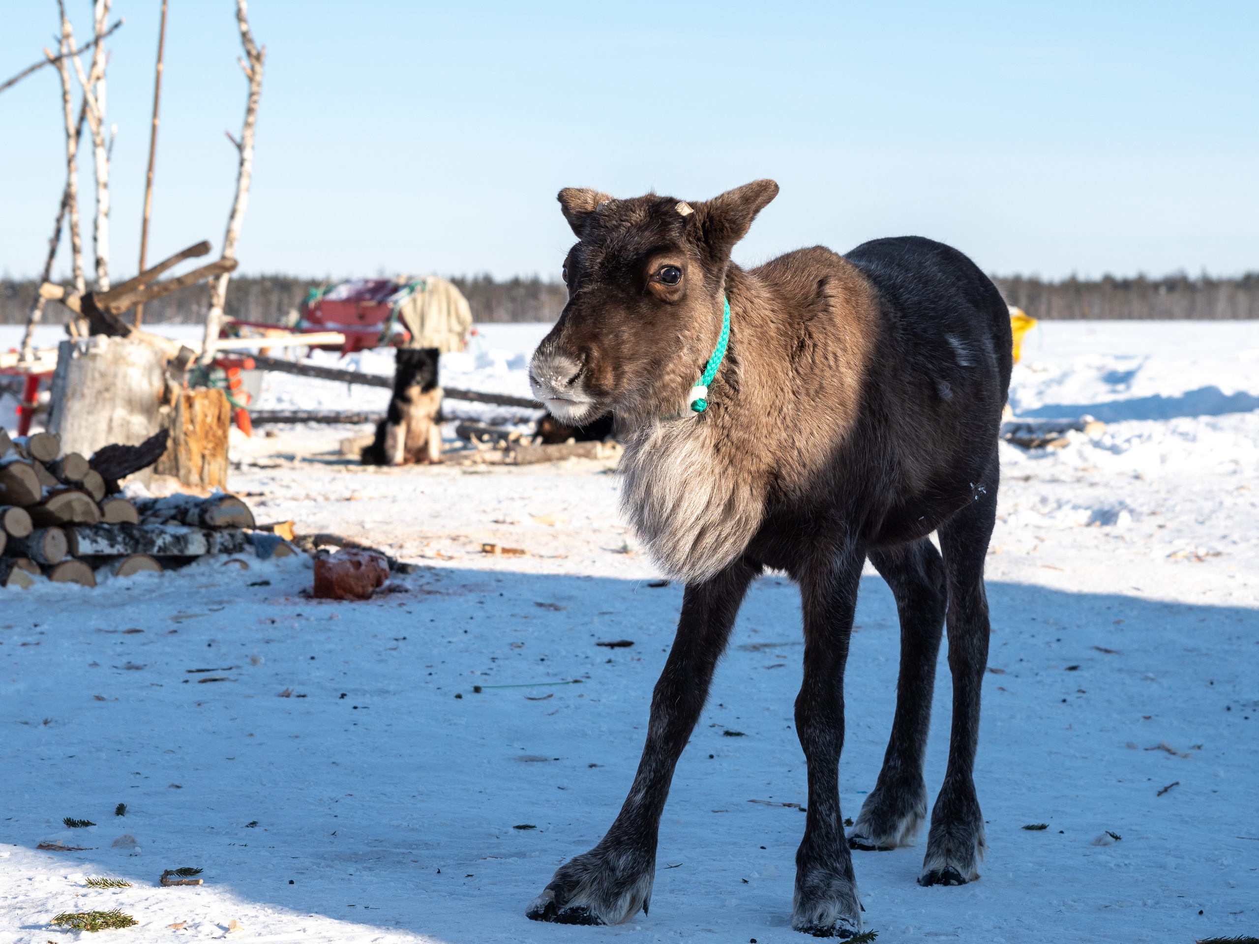 Чум. Фотограф в с. Ижма Республика Коми Терентьев Сергей