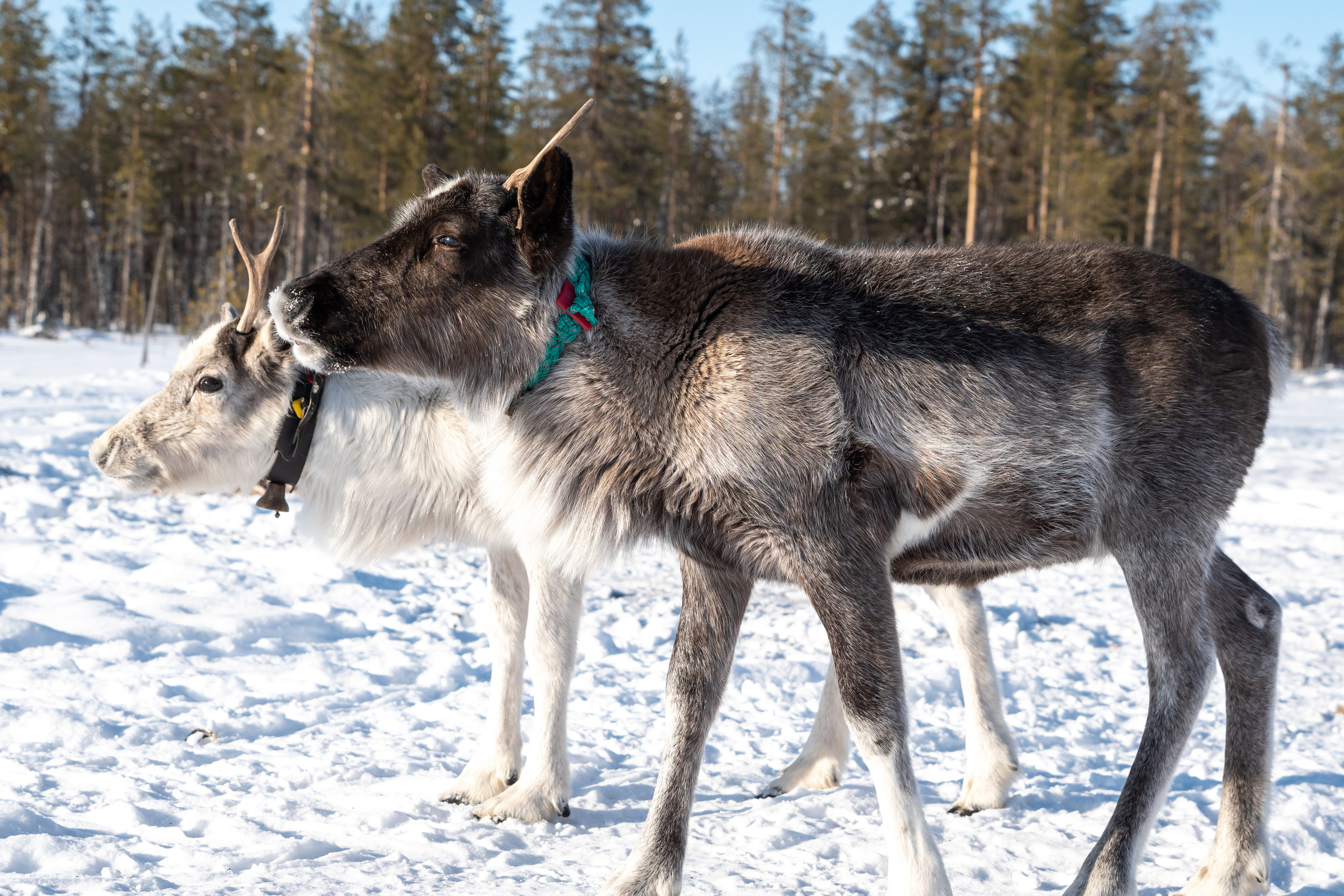 Чум. Фотограф в с. Ижма Республика Коми Терентьев Сергей