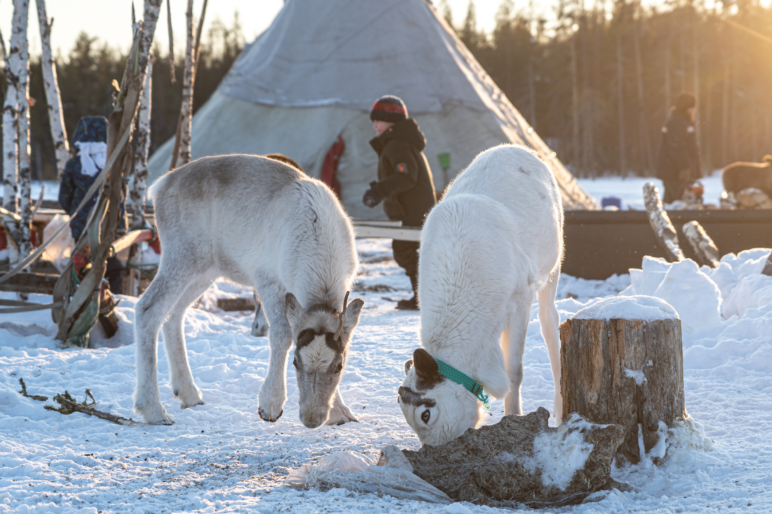 Чум. Фотограф в с. Ижма Республика Коми Терентьев Сергей