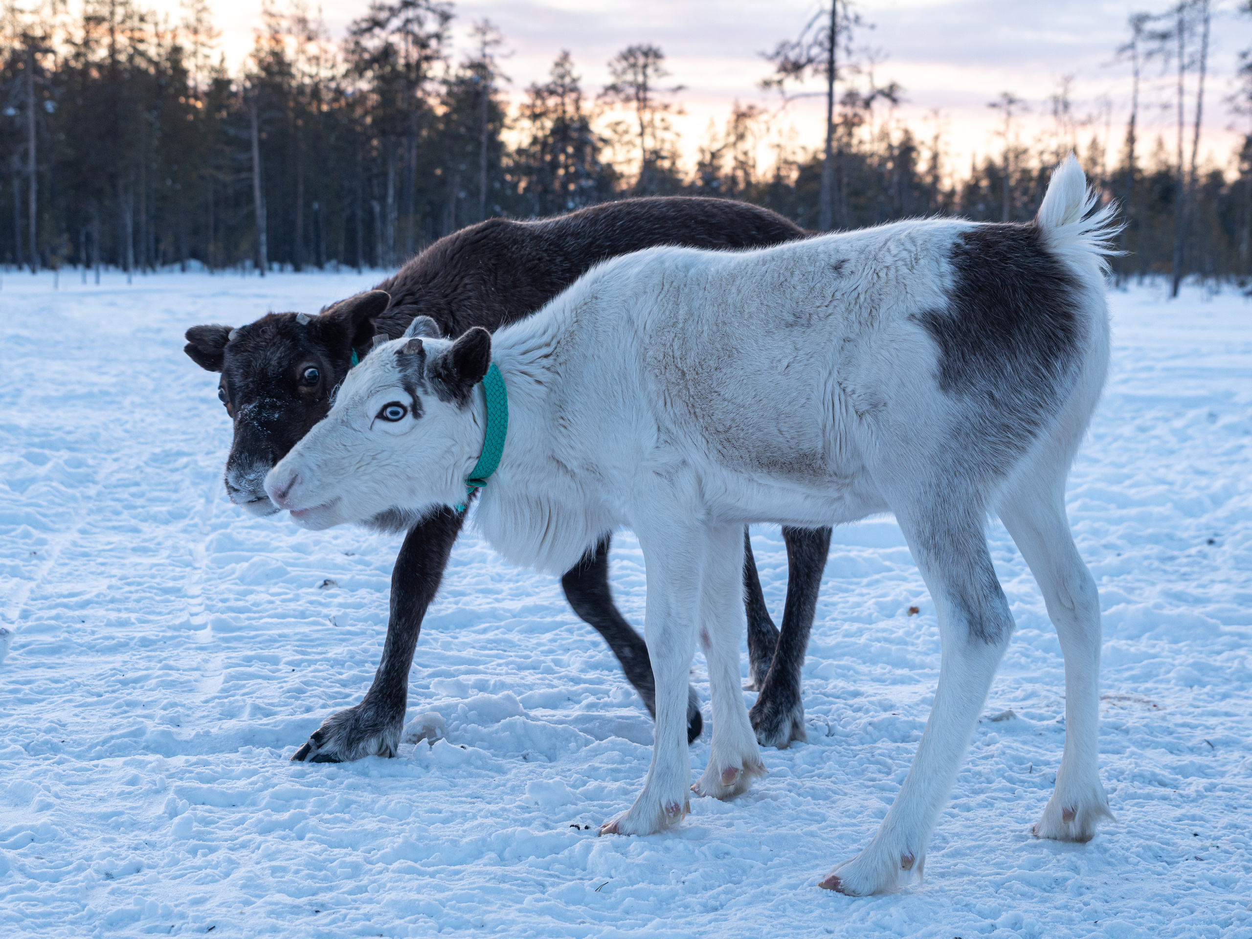 Чум. Фотограф в с. Ижма Республика Коми Терентьев Сергей