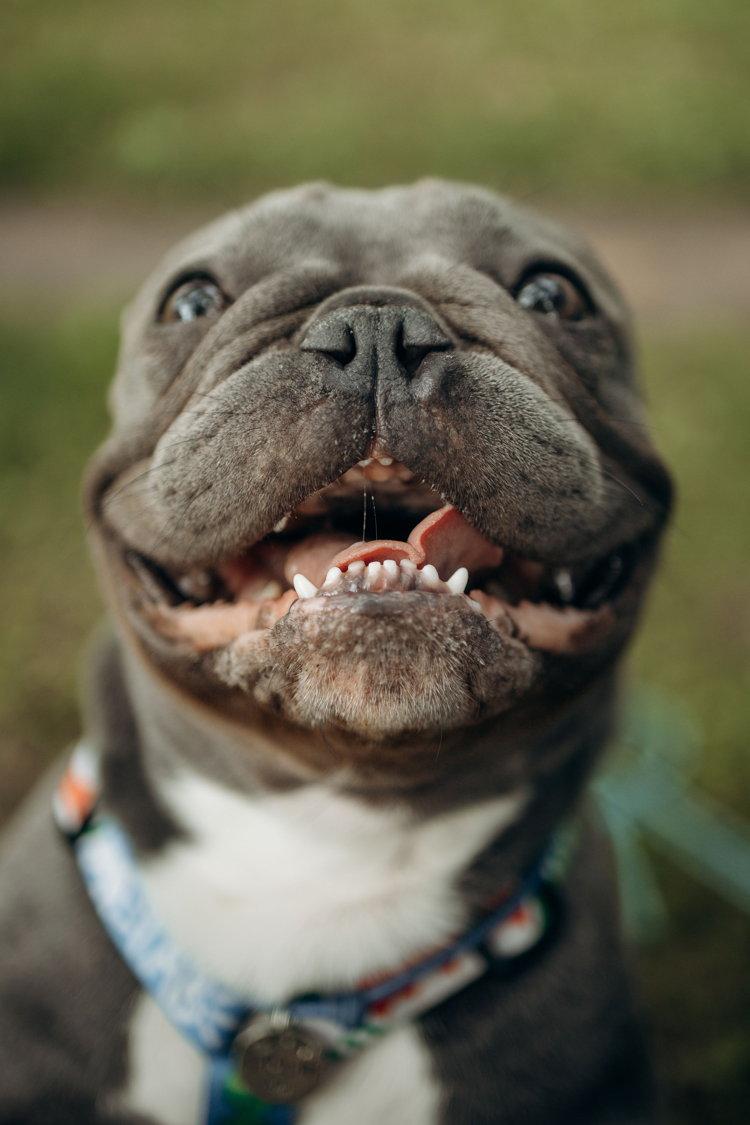 Грей и его семья