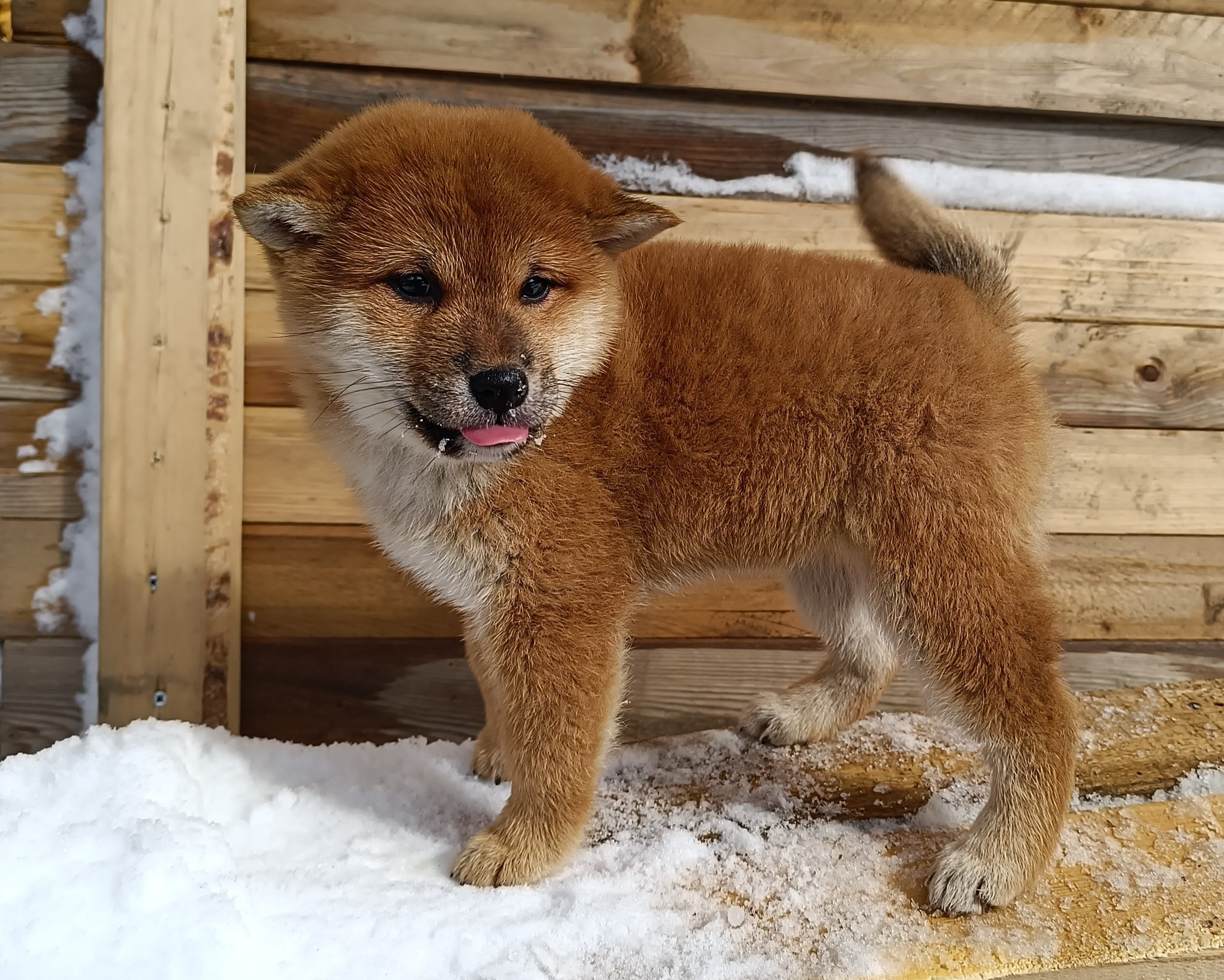 Сиба Rubylight Ellis питомник Рубилайт 