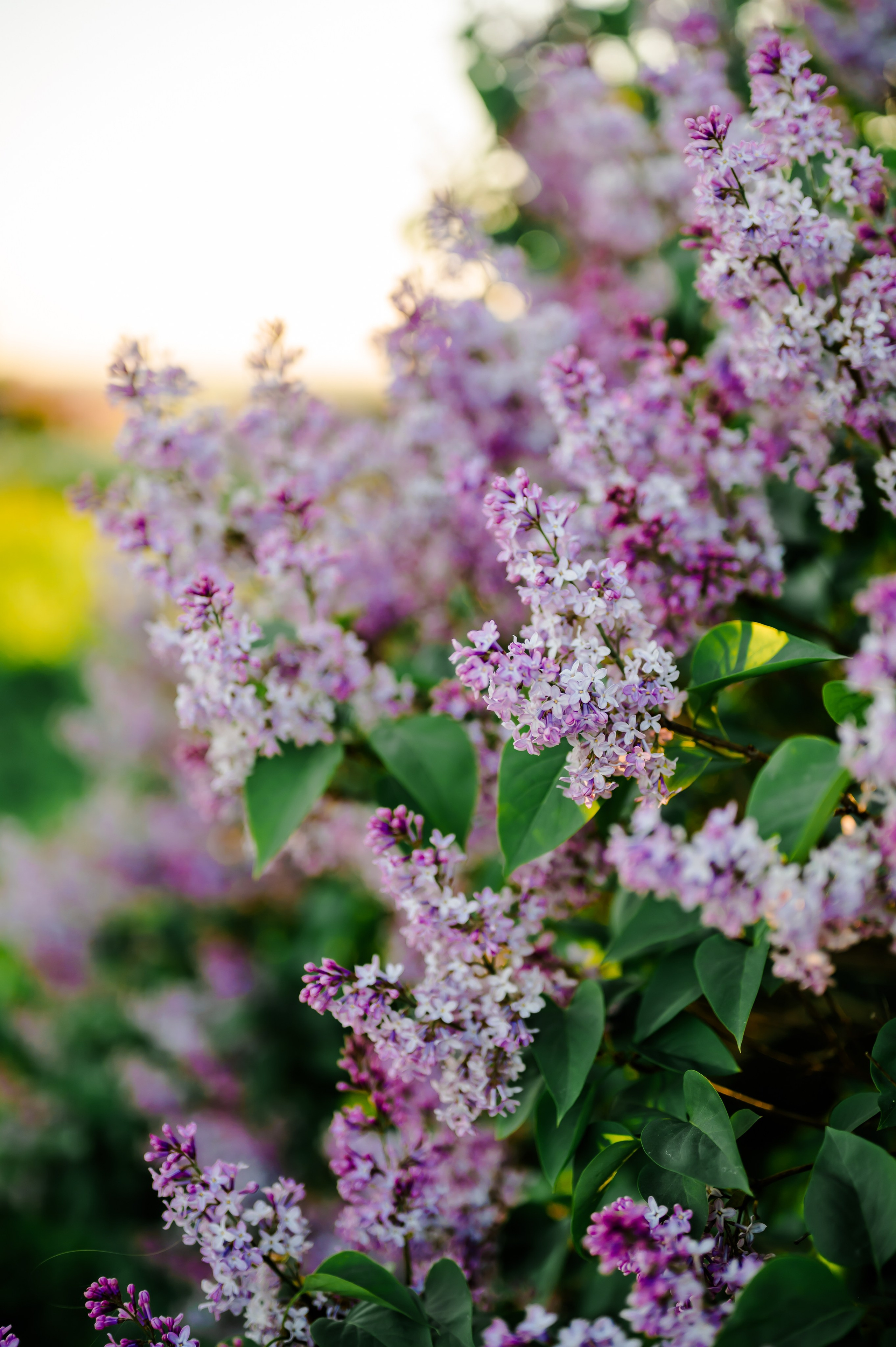 Юлия и сирень. Свадебный и семейный фотограф Евгения Кононова
