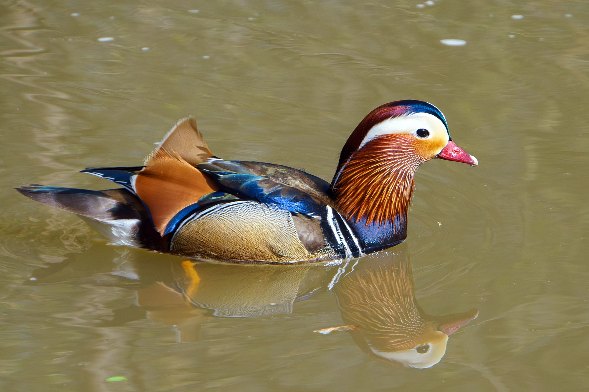 Удивительные мир птиц. Вокруг нас столько прекрасного — присмотритесь!. Ваш личный фотограф Марина Волкова