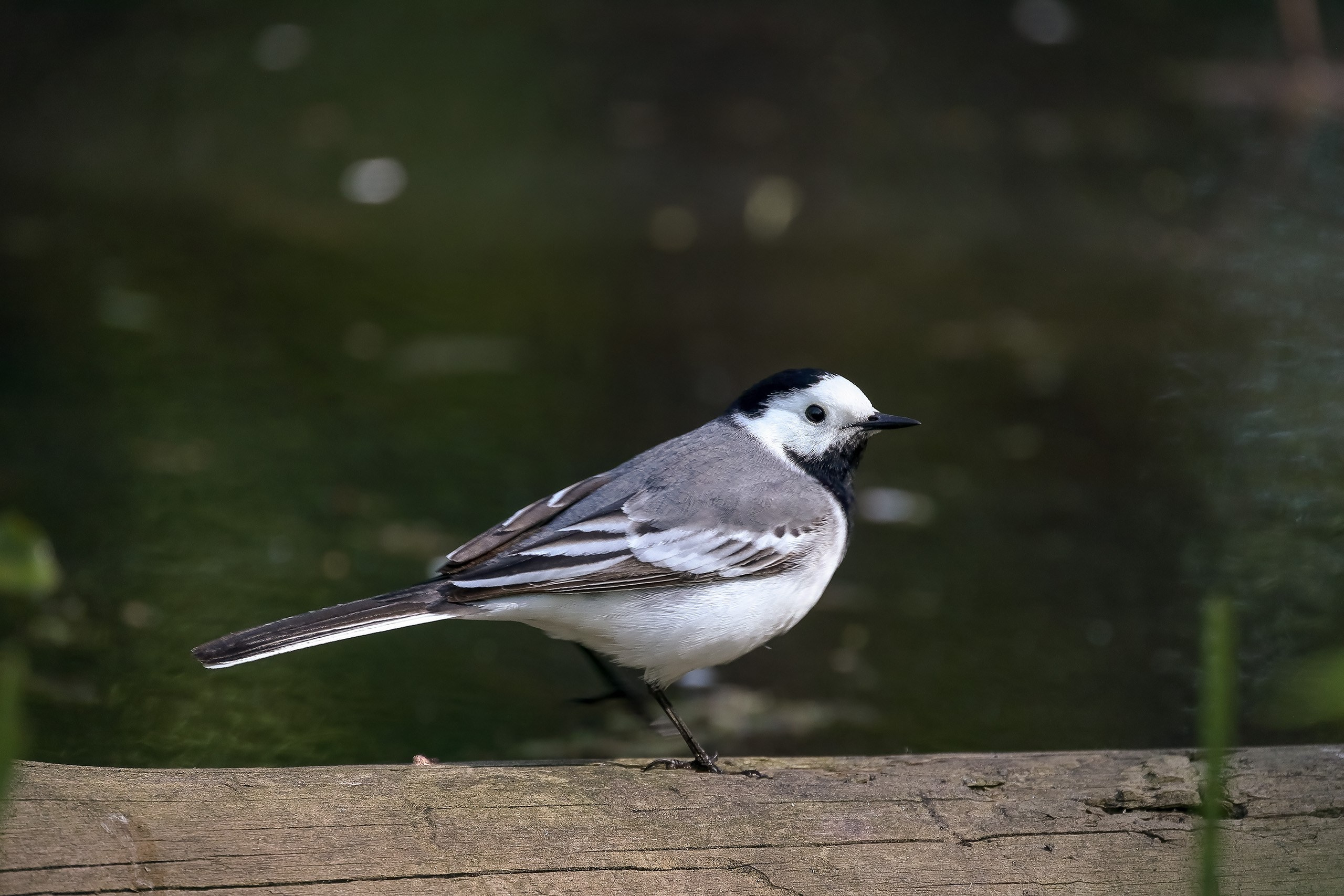 Белая трясогузка