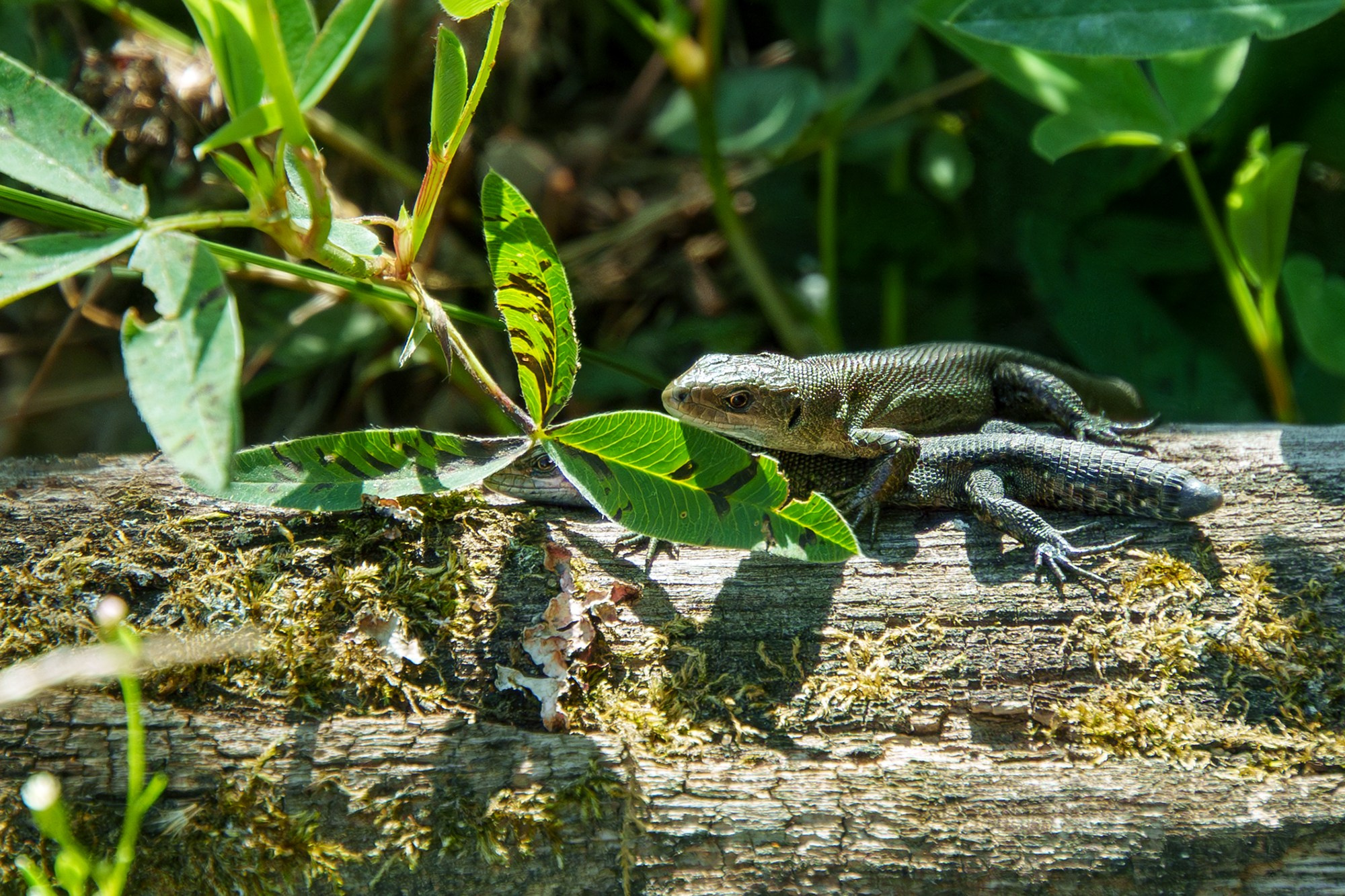 Животные. Ваш личный фотограф Марина Волкова