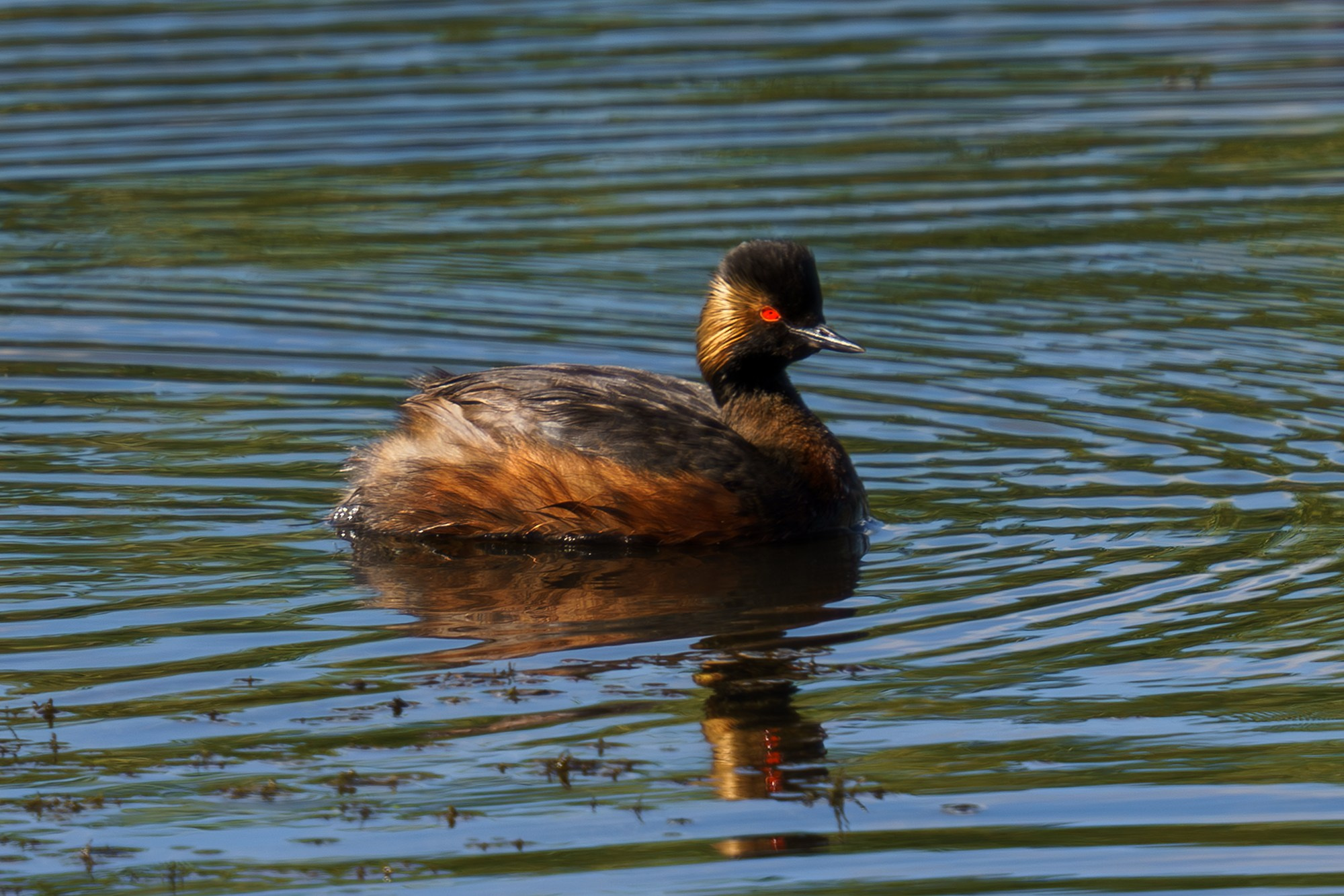 Удивительные мир птиц. Вокруг нас столько прекрасного — присмотритесь!. Ваш личный фотограф Марина Волкова
