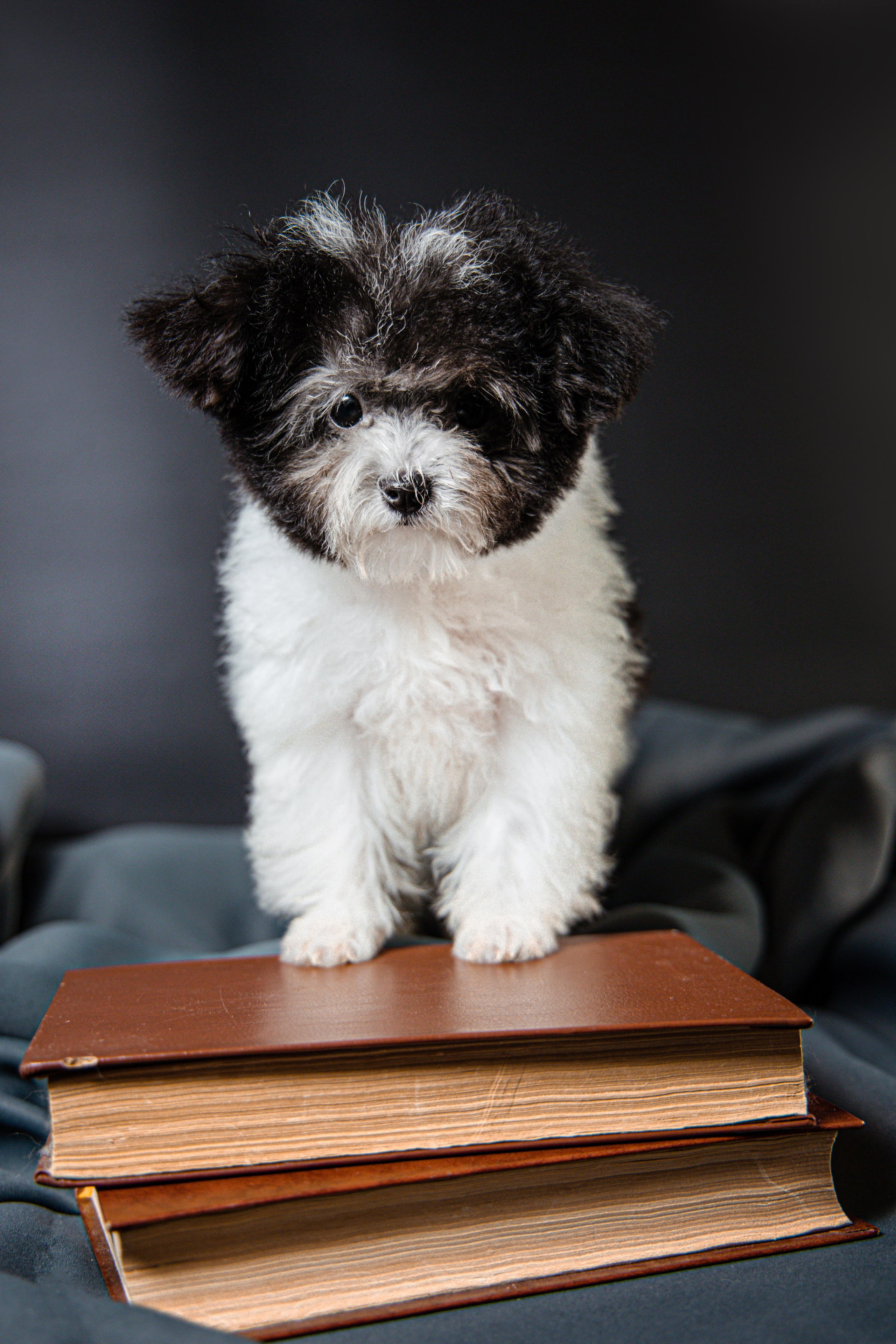 Фотограф Татьяна Марсуверских г. Жуковский, Москва и Мо. Репортажные съёмки, фотосессии,  фотограф анималист, фотосъёмка животных. Фотограф для маркетплейсов, фотоуслуги в Жуковском Татьяна Марсуверских