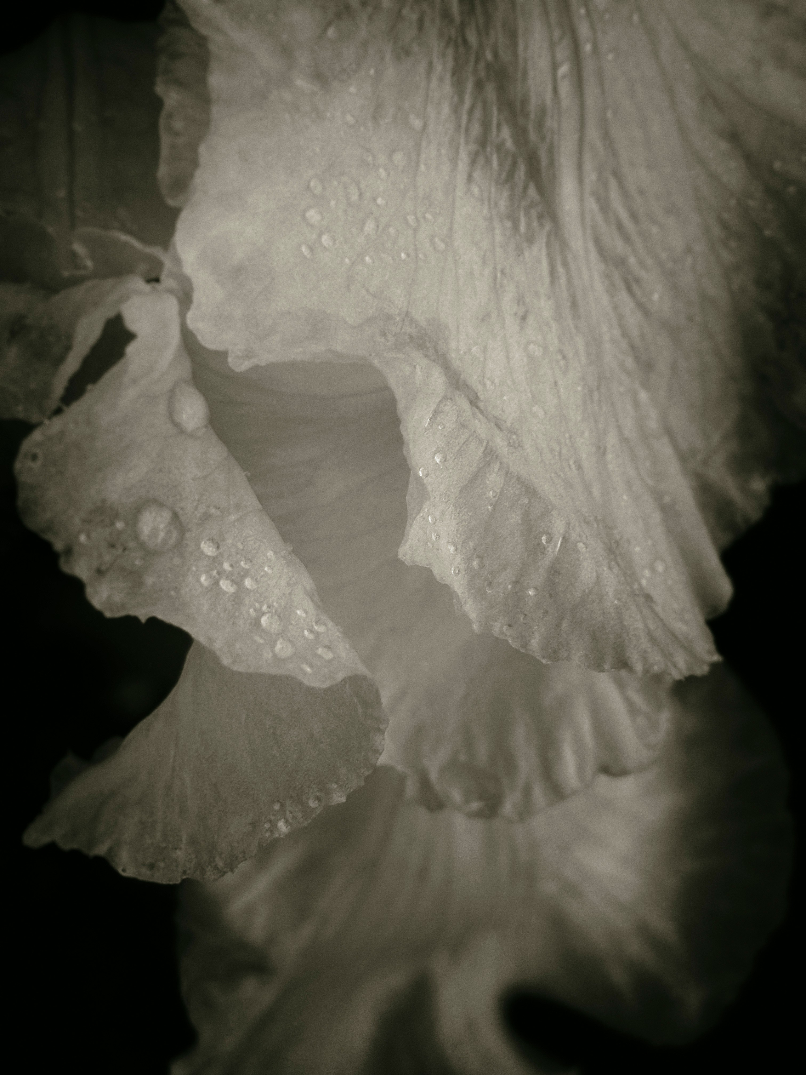 Flowers. Visual artist