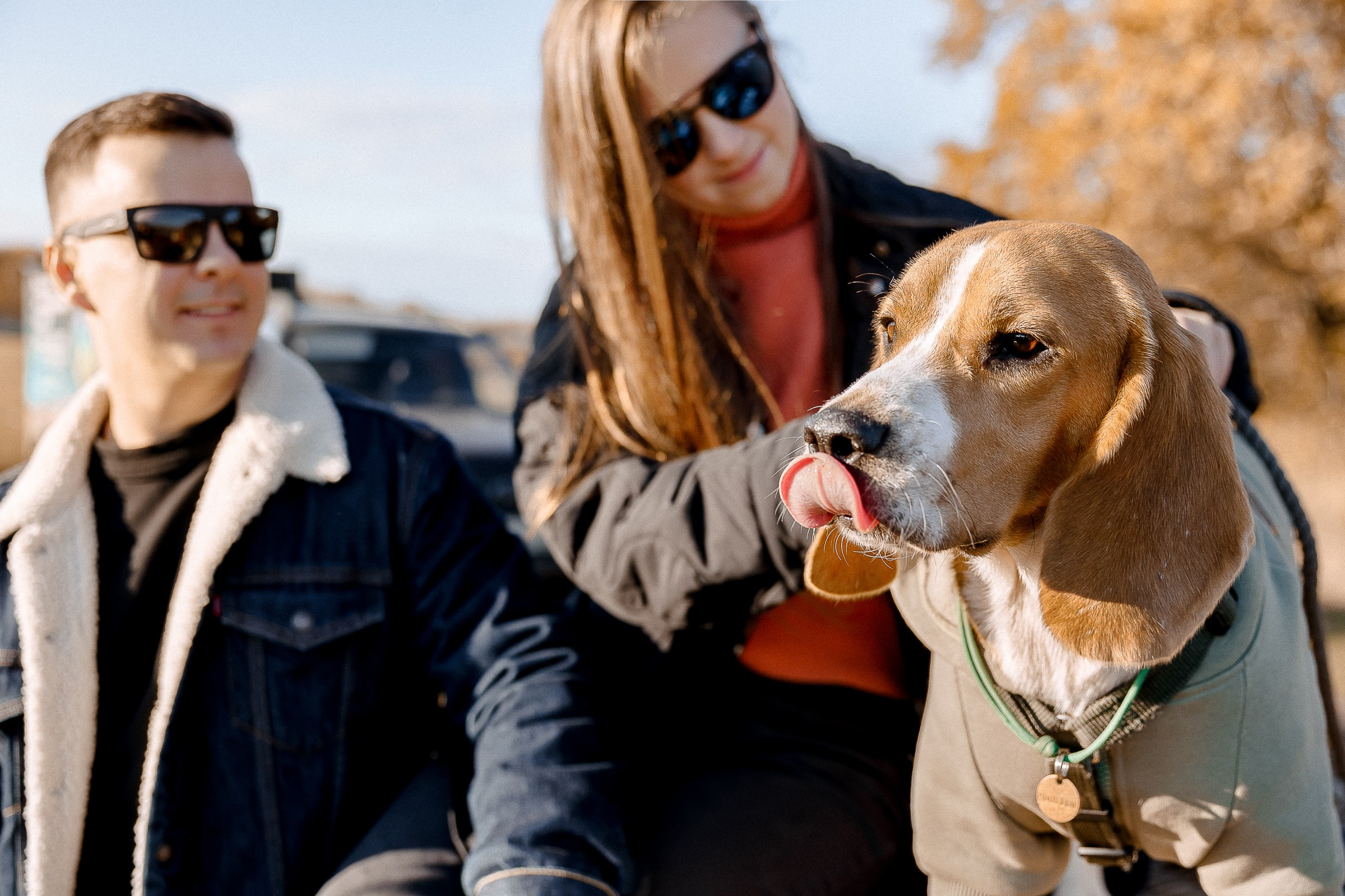 Лавстори с животными